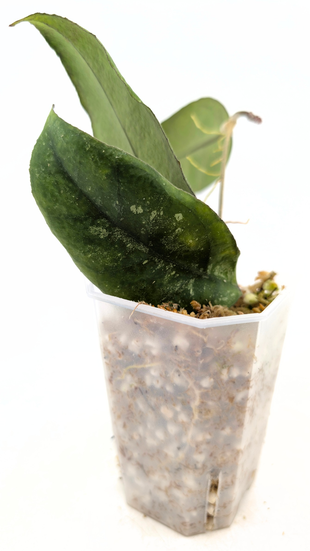 Rare waxplant Hoya sp Chicken Farm available for sale at rare indoor plant shop The Leaf Gallery in Perth, Western Australia
