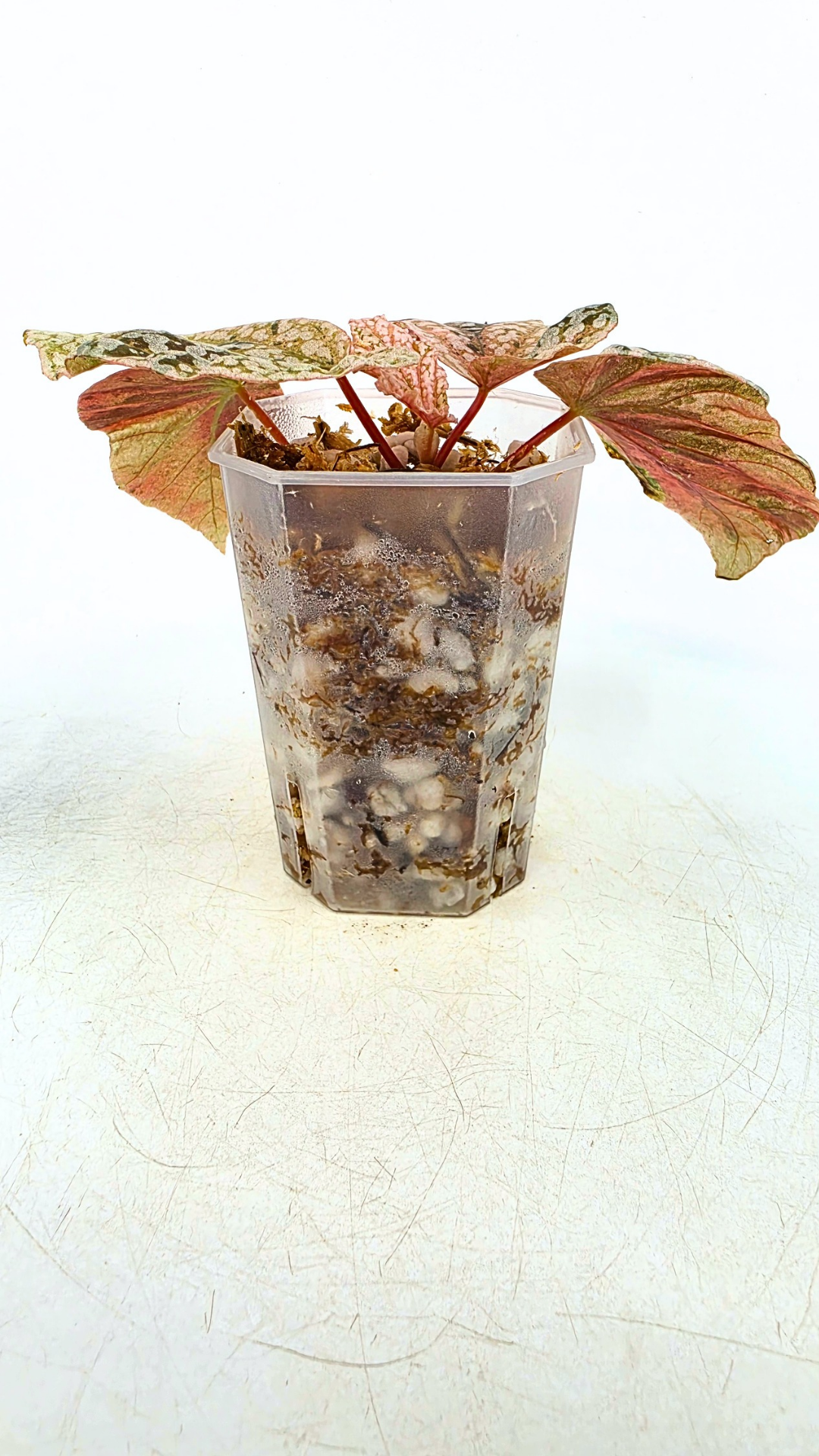 Rare Begonia Snow Capped Pink Variegated available for sale at rare plant shop The Leaf Gallery in Perth, Western Australia