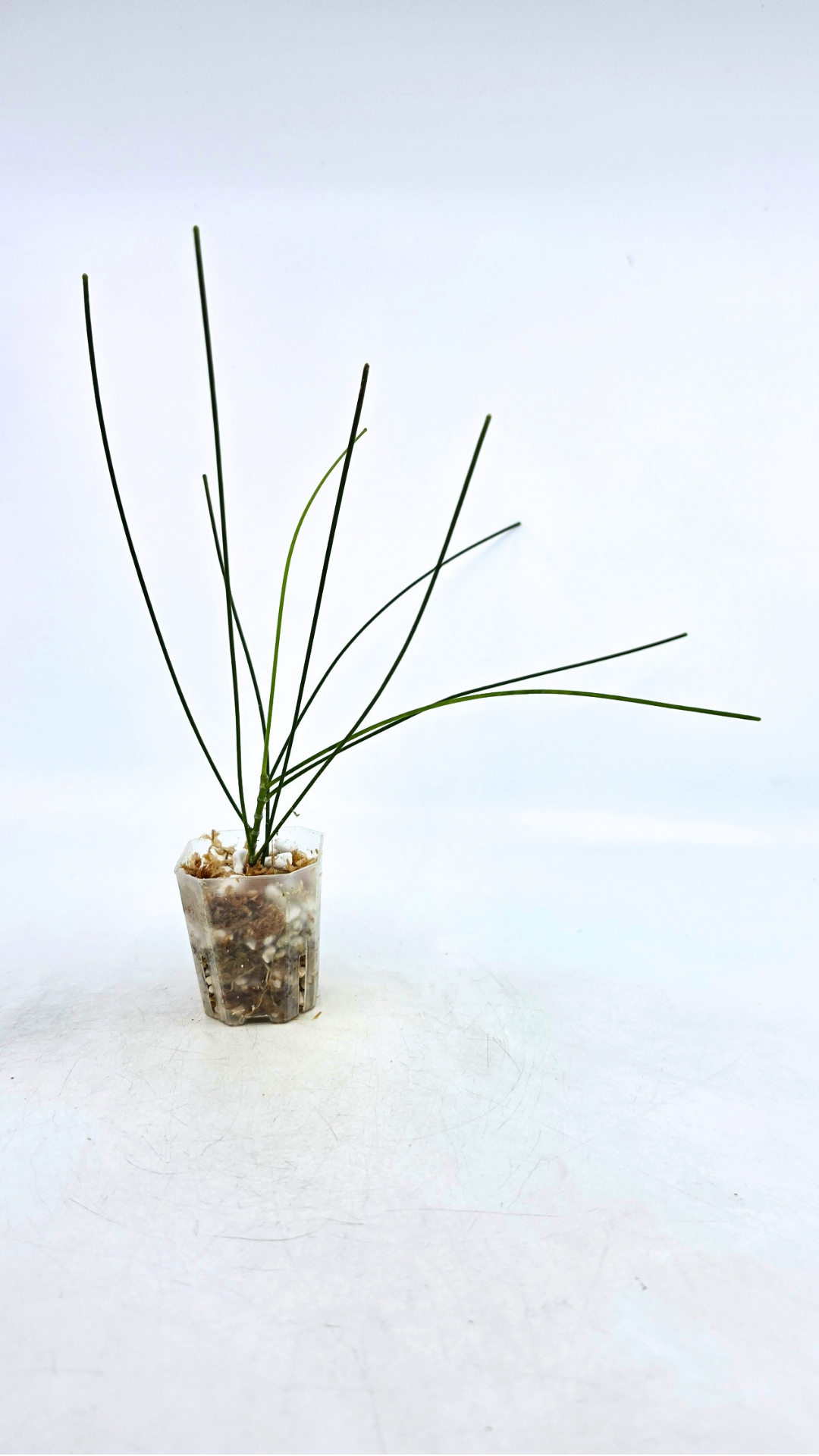 Rare waxplant Hoya Spartioides available for sale at rare indoor plant shop The Leaf Gallery in Perth, Western Australia