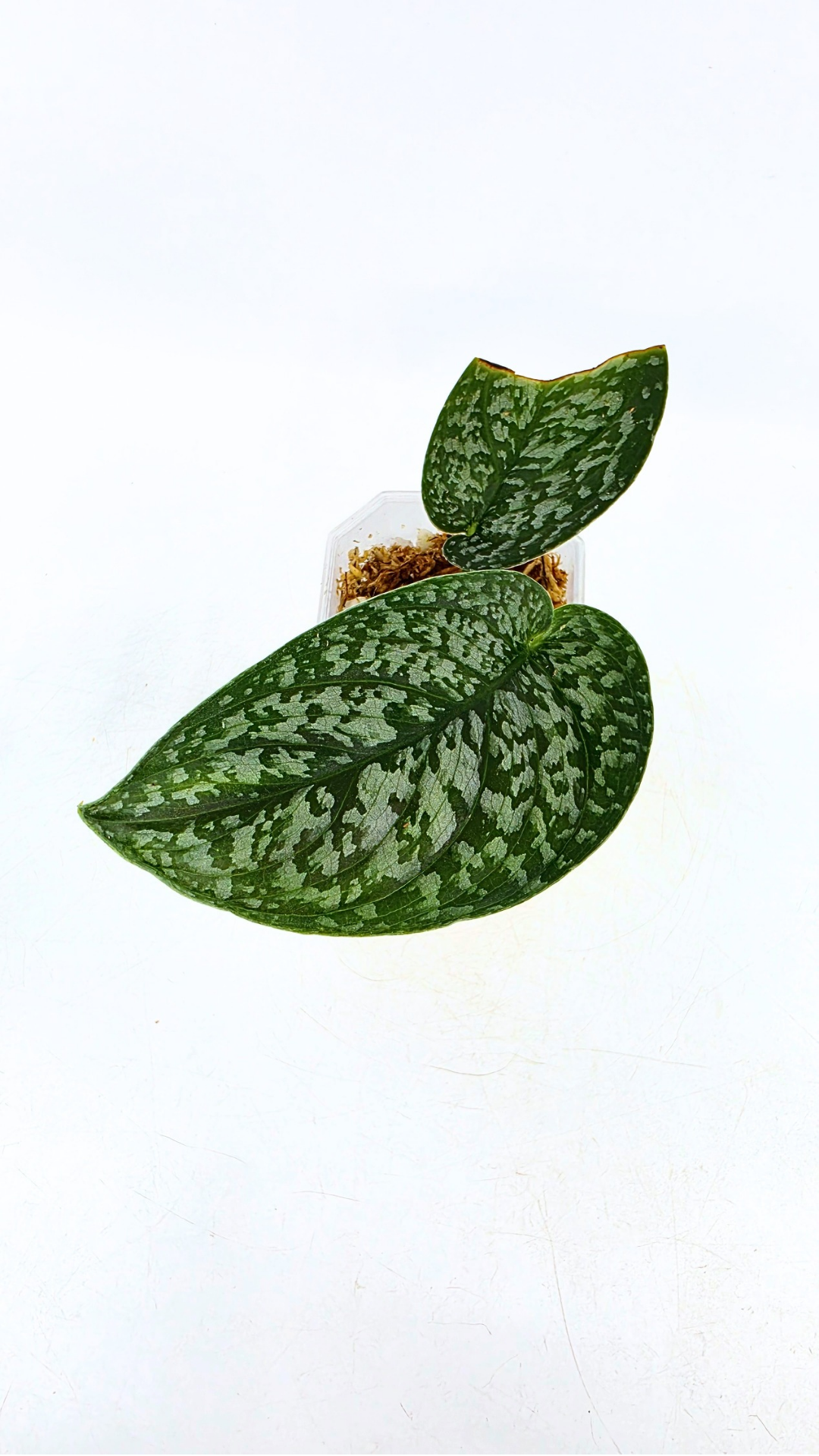 Rare indoor plant Scindapsus Dark Splash available for sale by rare houseplant shop The Leaf Gallery in Perth, Western Australia