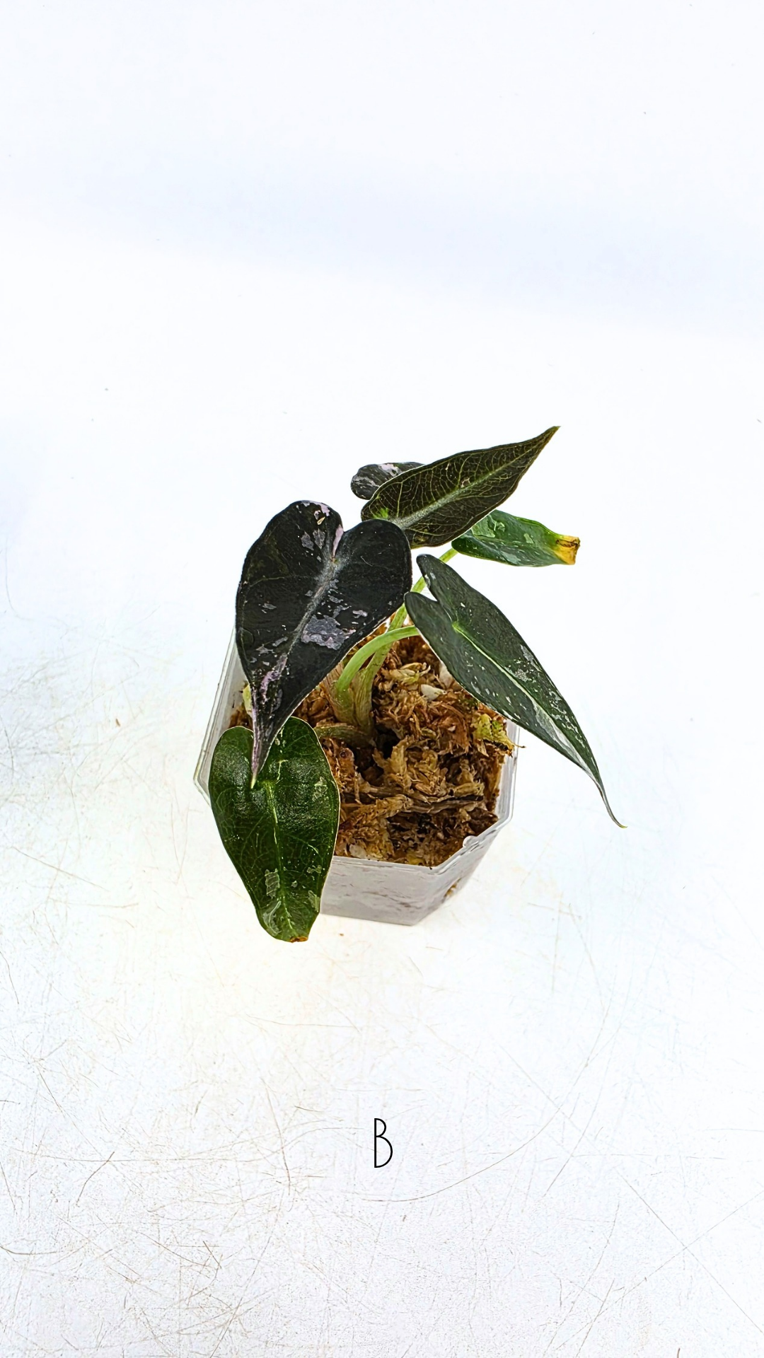 Rare indoor plant Alocasia Amazonica Bambino Pink TC plantlets available for sale at rare houseplant shop The Leaf Gallery in Perth, Western Australia