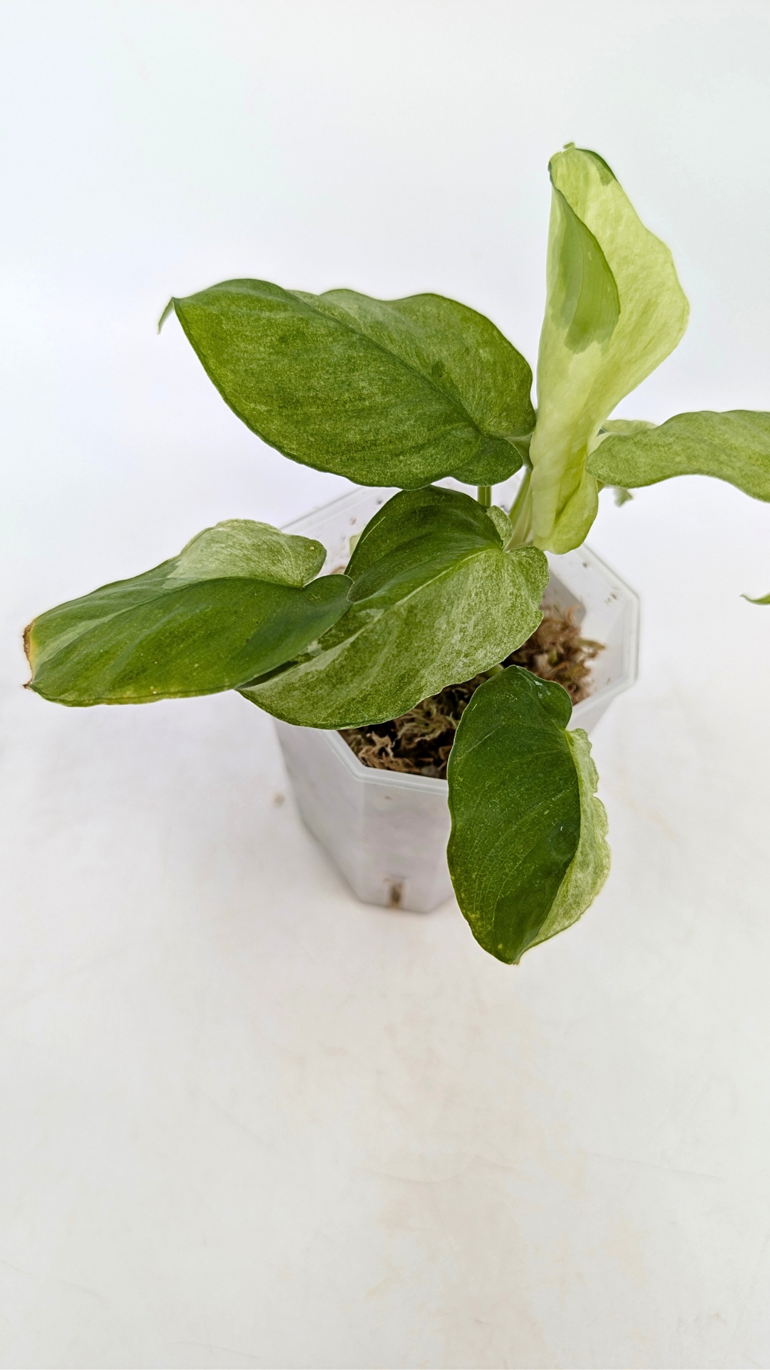 Rare indoor plant Homalomena Sp Borneo Marble Variegated available for sale at rare plant shop The Leaf Gallery in Perth, Western Australia