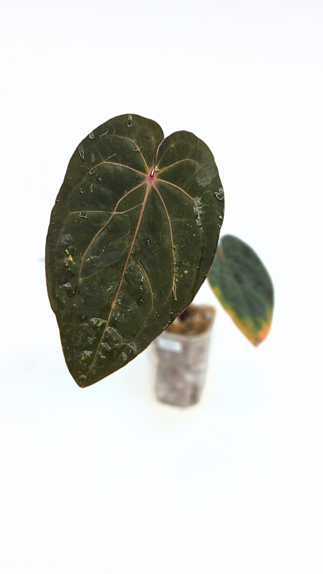 Rare indoor plant Anthurium Bloodmoon clone available from rare house plant shop The Leaf Gallery in Perth, Western Australia