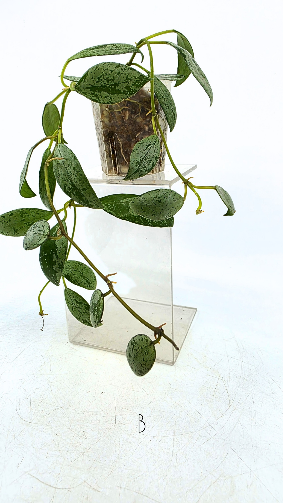 Rare waxplant Hoya Sulcata available for sale at rare indoor plant shop The Leaf Gallery in Perth, Western Australia