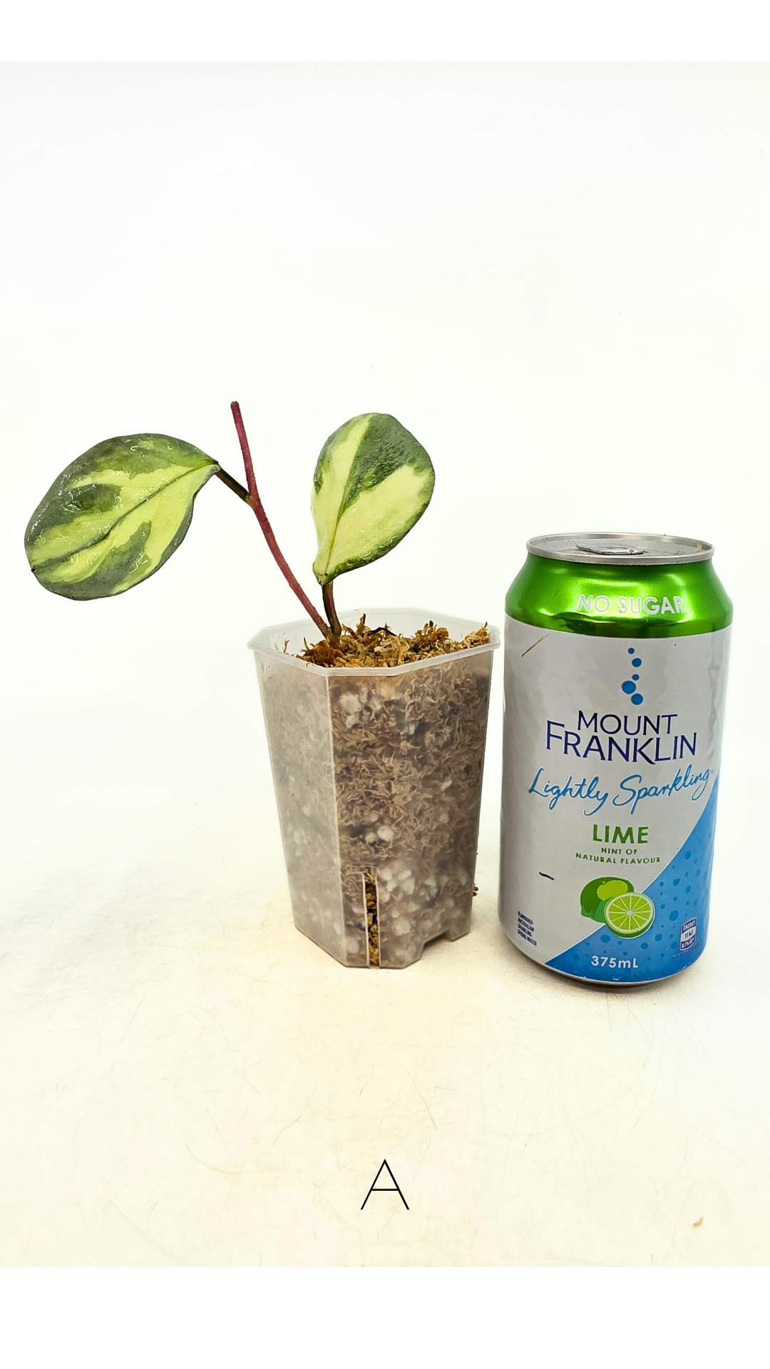 Ultra rare waxplant Hoya Argentea Princess available at rare hoya shop the Leaf Gallery in Perth, Western Australia. Rare hoya Argentea Princess is a varigated form of Hoya Nova Ghost.