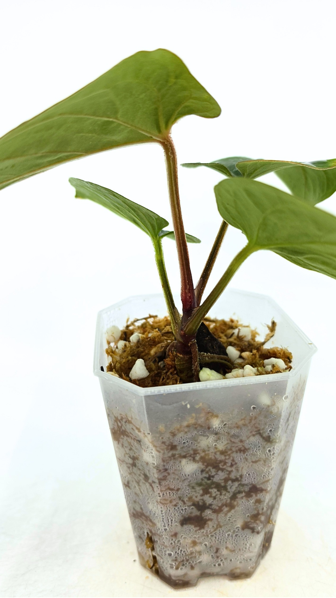 Rare indoor plant Anthurium Kunyalense available for sale at rare house plant shop The Leaf Gallery in Perth, Western Australia
