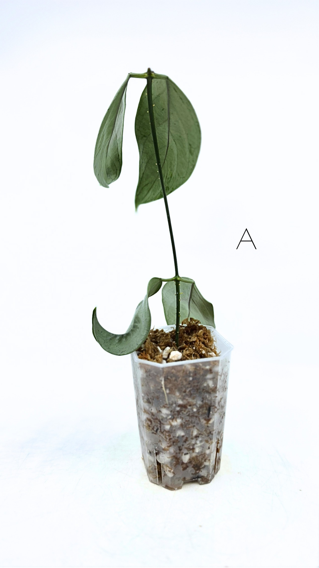 Rare waxplant Hoya Coriacea Silver available for sale at rare indoor plant shop The Leaf Gallery in Perth, Western Australia