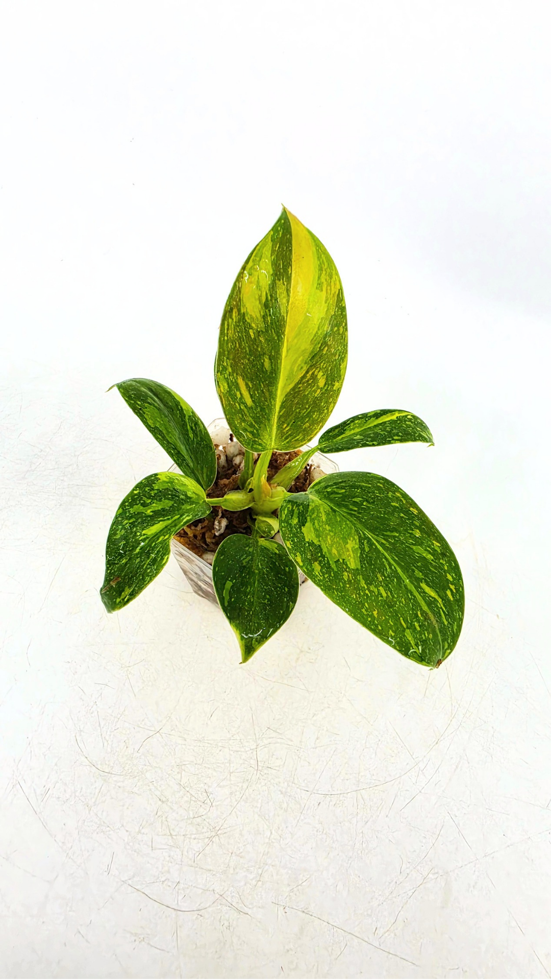 Uncommon Philodendron Green Congo Hybrid Varigated also known as Philodendron Green Congo Nuclear available for sale at rare plant shop The Leaf Gallery in Perth, Western Australia