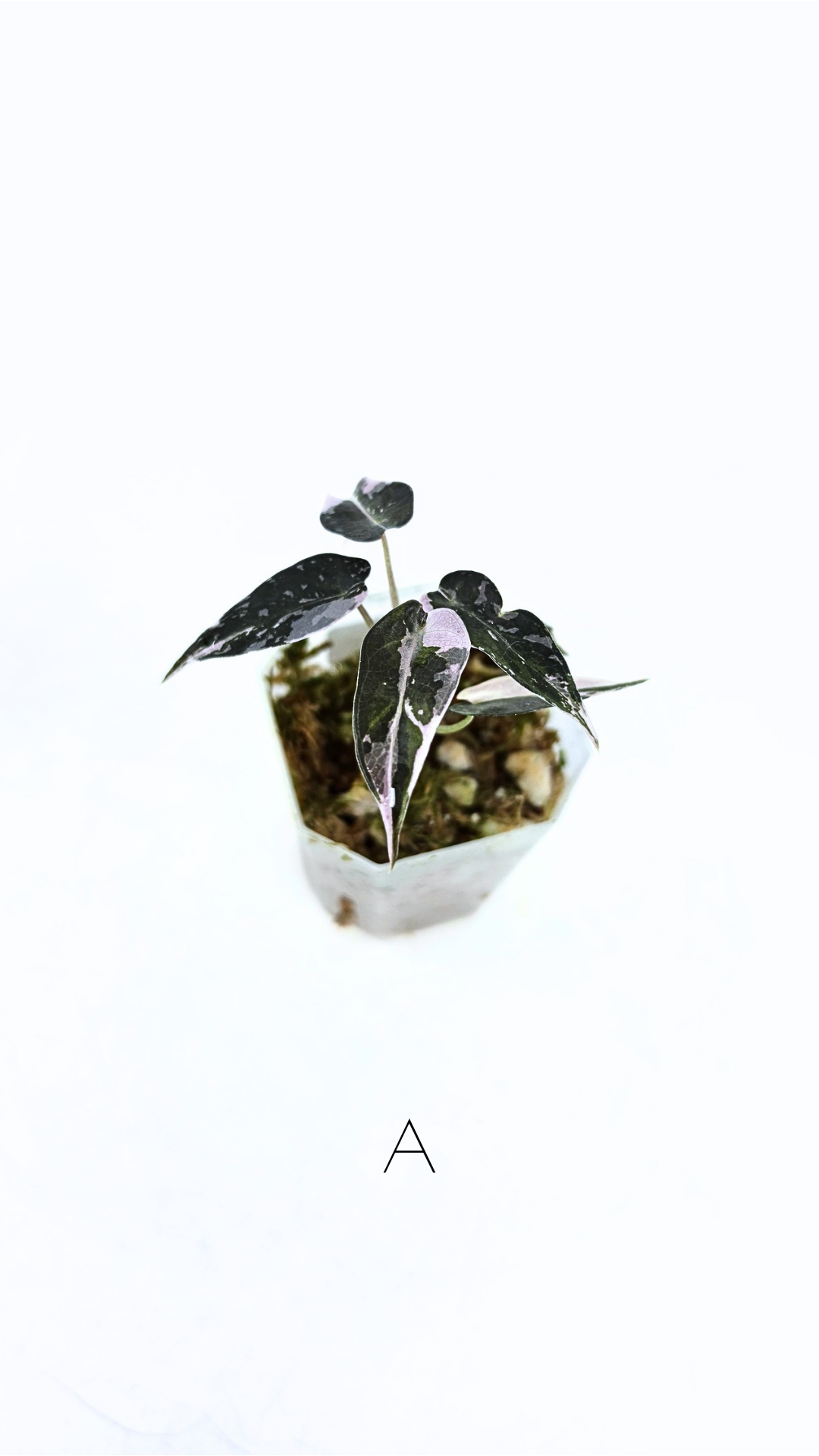 Rare indoor plant Alocasia Amazonica Bambino Pink TC plantlets available for sale at rare houseplant shop The Leaf Gallery in Perth, Western Australia