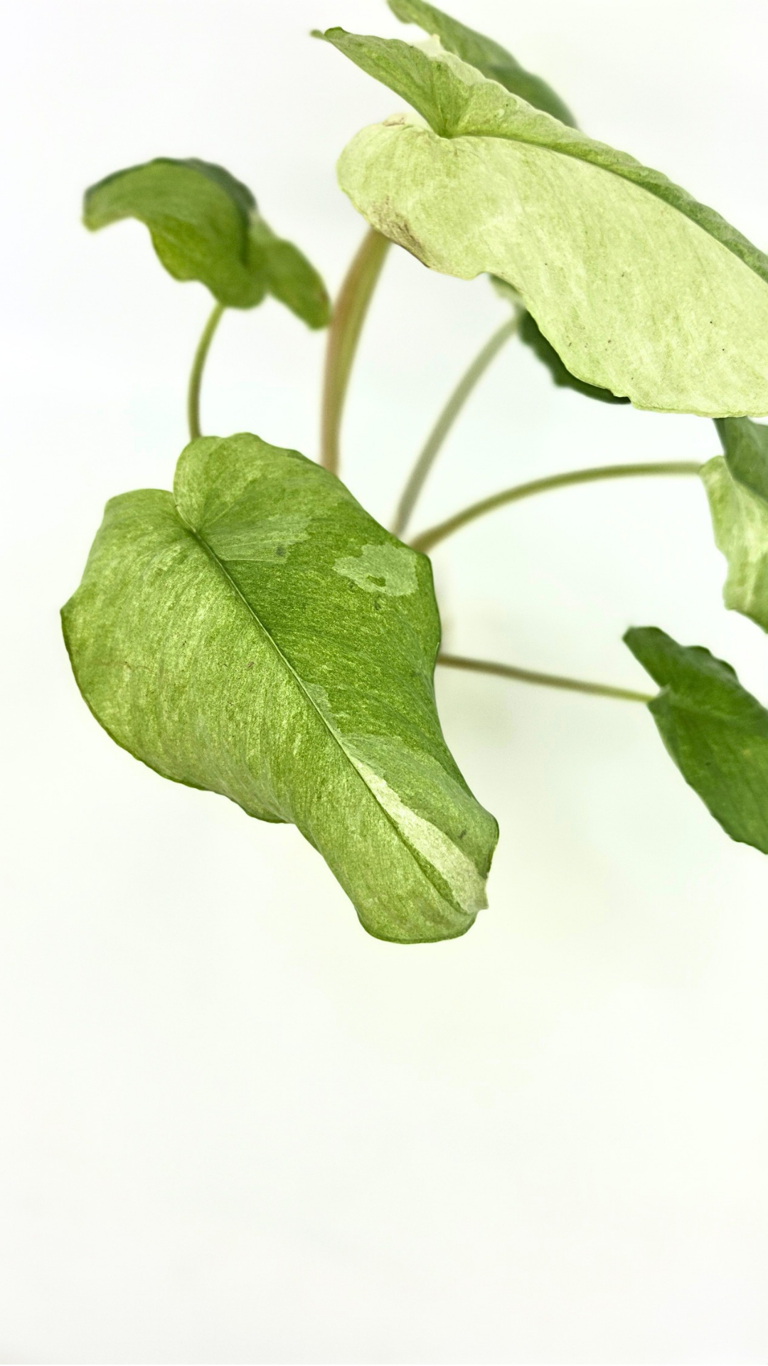 Rare indoor plant Homalomena Sp Borneo Marble Variegated available for sale at rare plant shop The Leaf Gallery in Perth, Western Australia