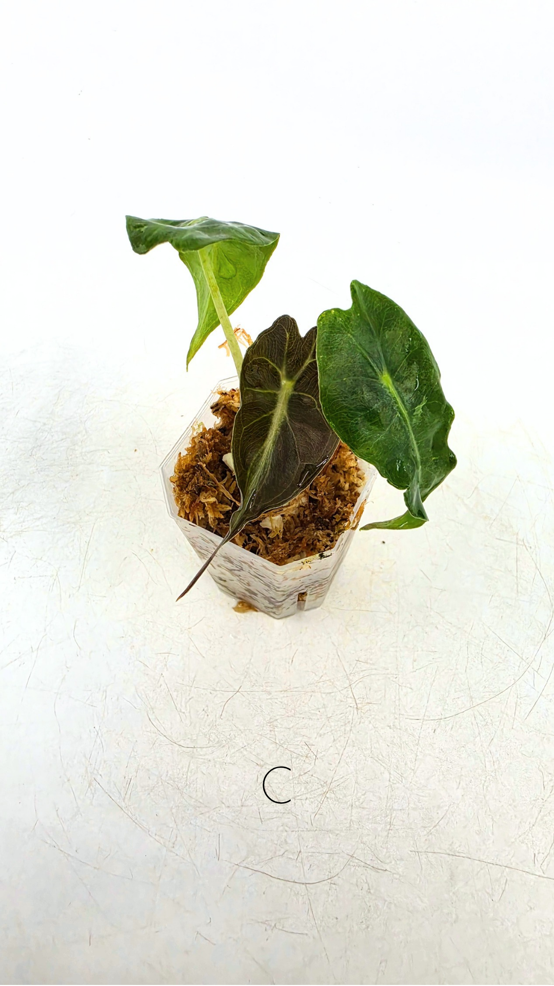 Rare indoor plant Alocasia Venom available for sale at rare house plant shop The Leaf Gallery in Perth, Western Australia.