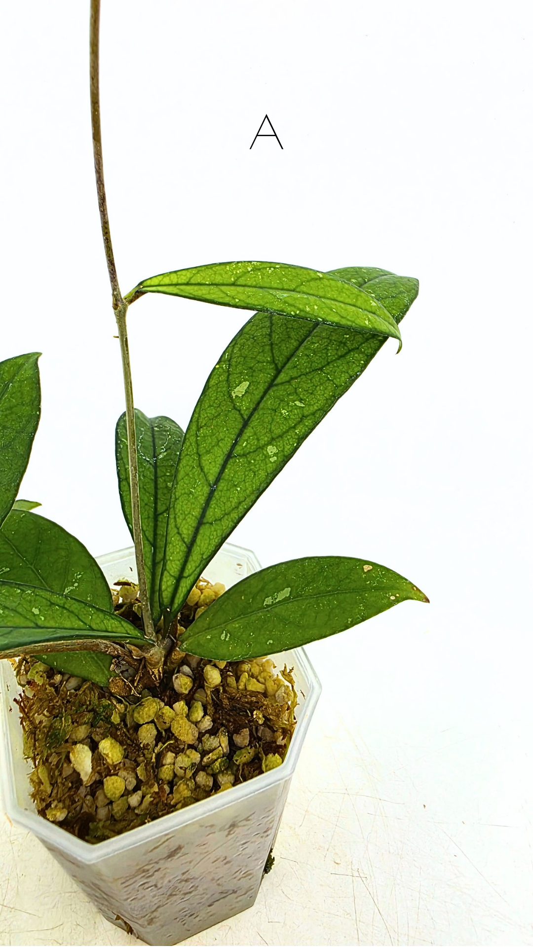 Rare waxplant Hoya Hainanensis Da Nang Vietnam available for sale at rare indoor plant shop The Leaf Gallery in Perth, Western Australia