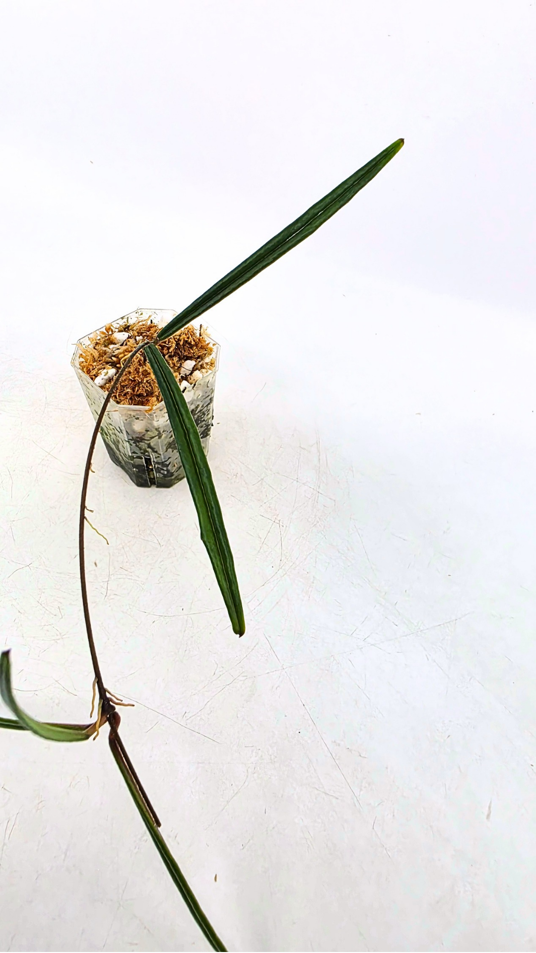 Rare waxplant Hoya Insularis available for sale at rare indoor plant shop The Leaf Gallery in Perth, Western Australia