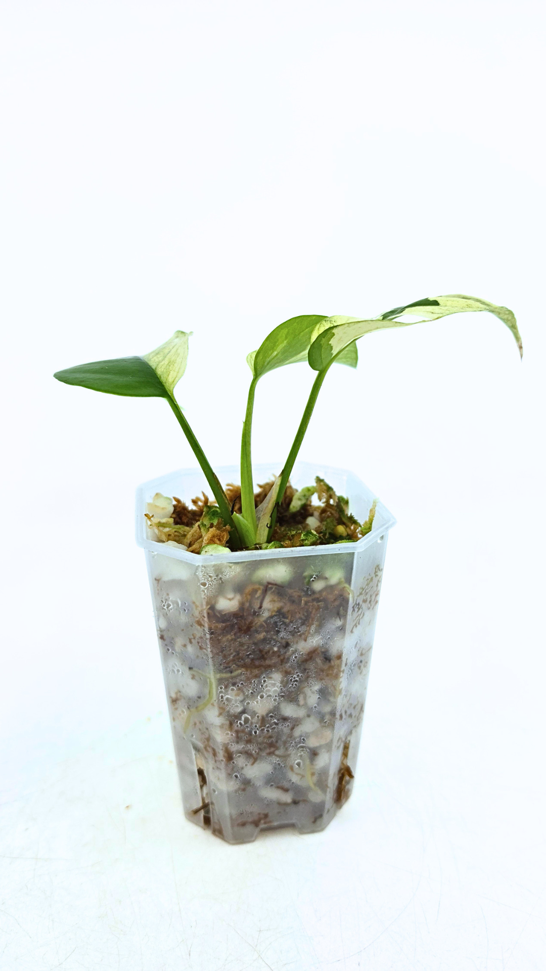 Rare indoor plant Raphidophora Tetrasperma Albo for sale at rare plant shop The Leaf Gallery in Perth, Western Australia