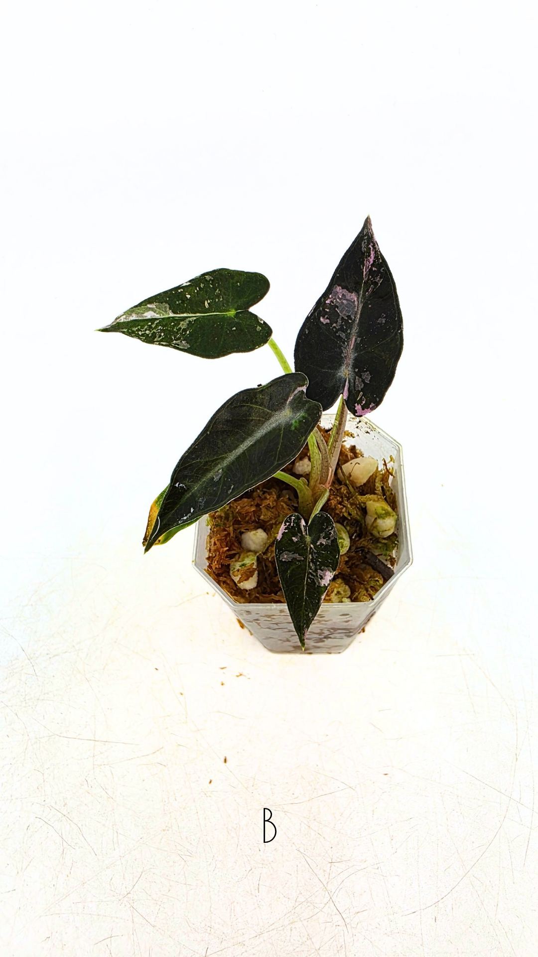 Rare indoor plant Alocasia Amazonica Bambino Pink TC plantlets available for sale at rare houseplant shop The Leaf Gallery in Perth, Western Australia