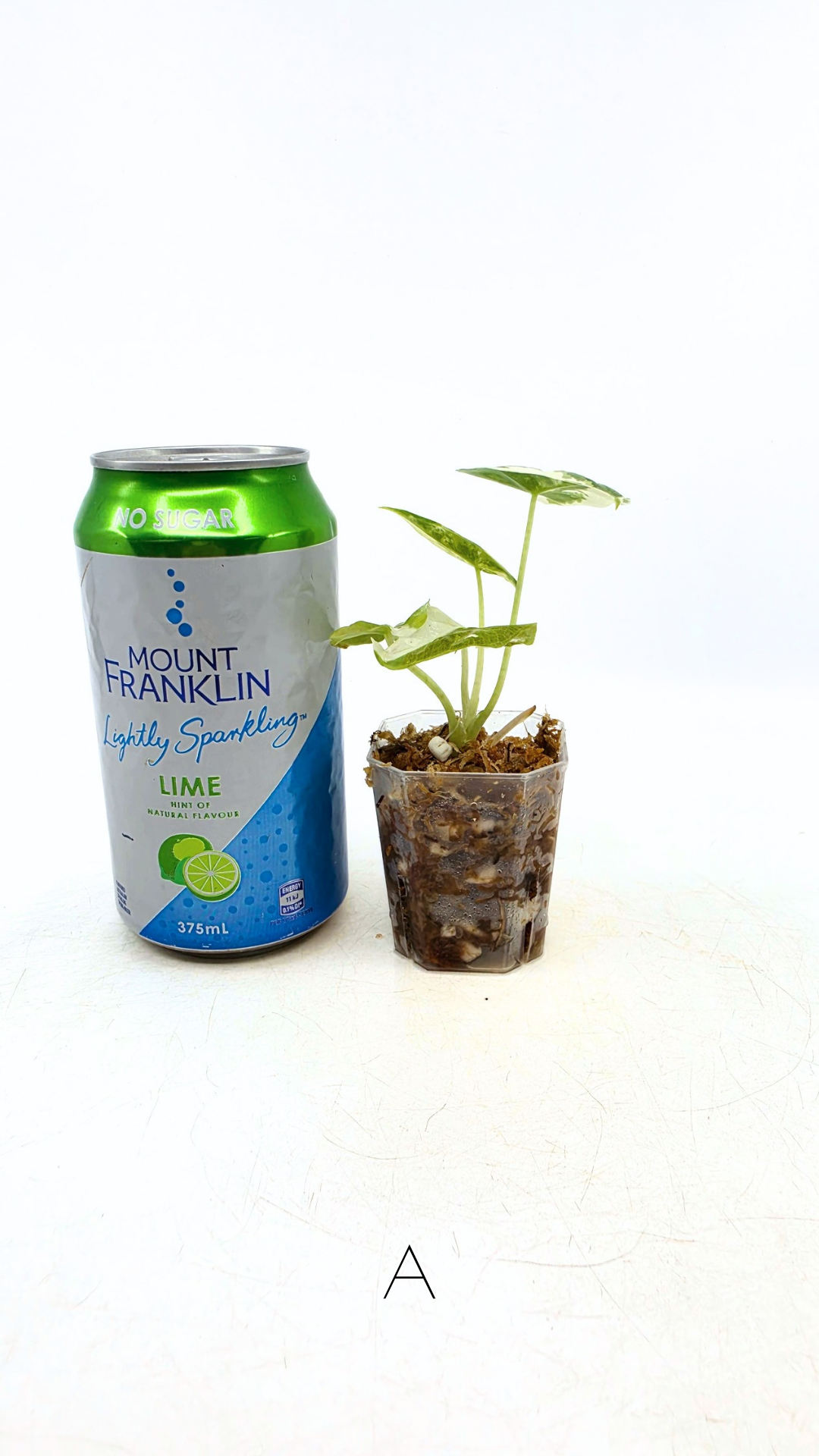 Rare indoor plant Alocasia Frydek Variegated available for sale at rare house plant shop The Leaf Gallery in Perth, Western Australia