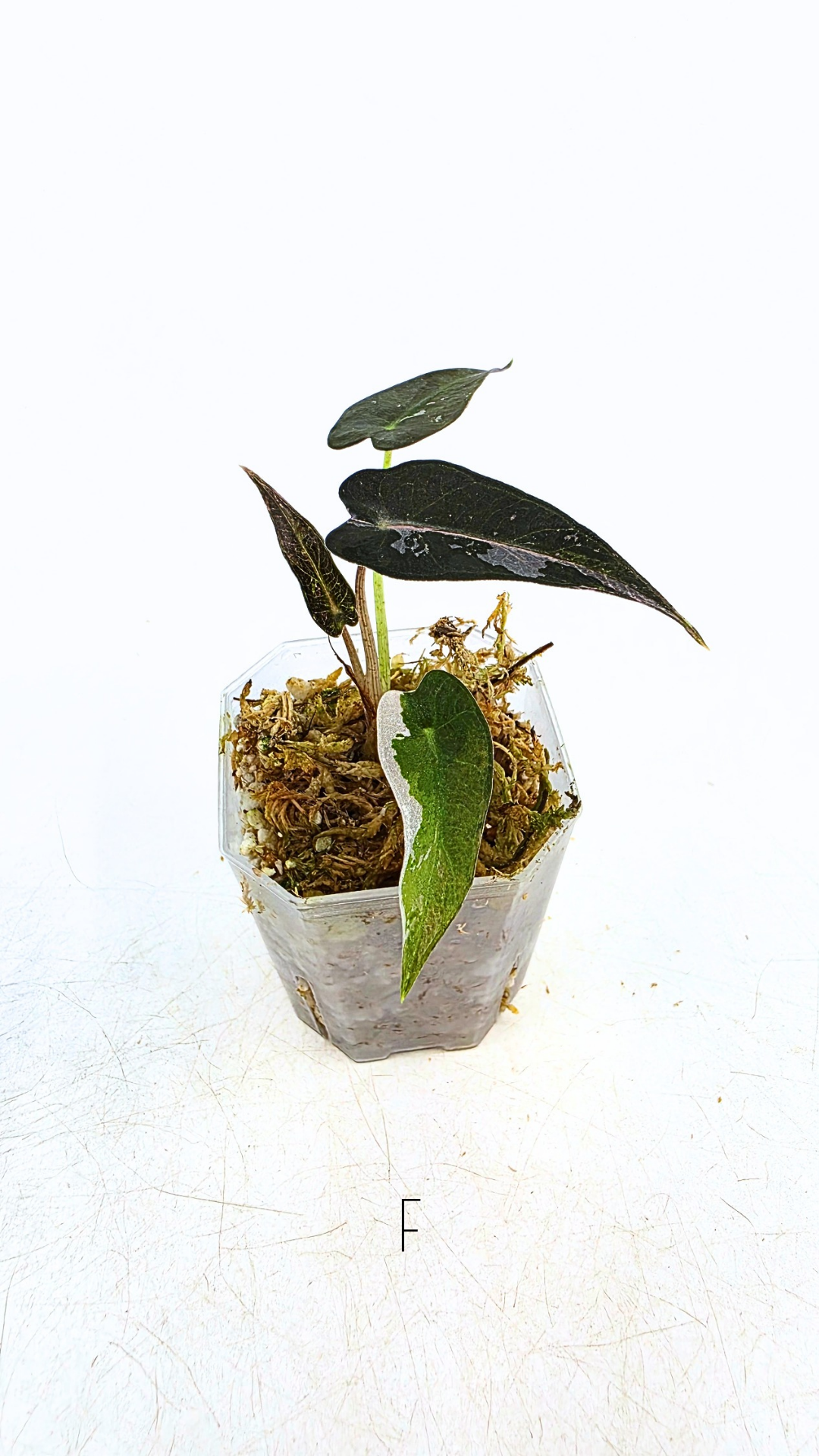 Rare indoor plant Alocasia Amazonica Bambino Pink TC plantlets available for sale at rare houseplant shop The Leaf Gallery in Perth, Western Australia