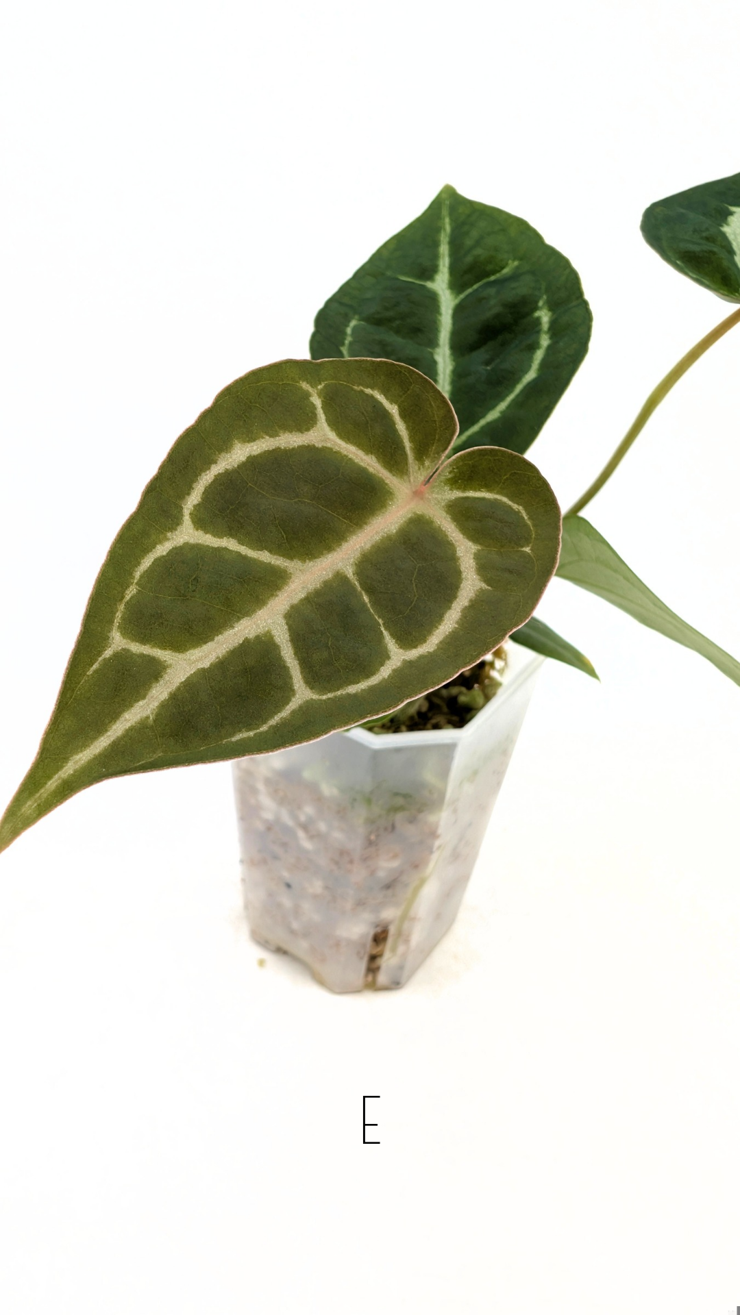 Rare anthurium hybrid Anthurium Dark Forgetii x Bessae Aff X Anthurium Michelle by The Leaf Gallery in Perth, Western Australia