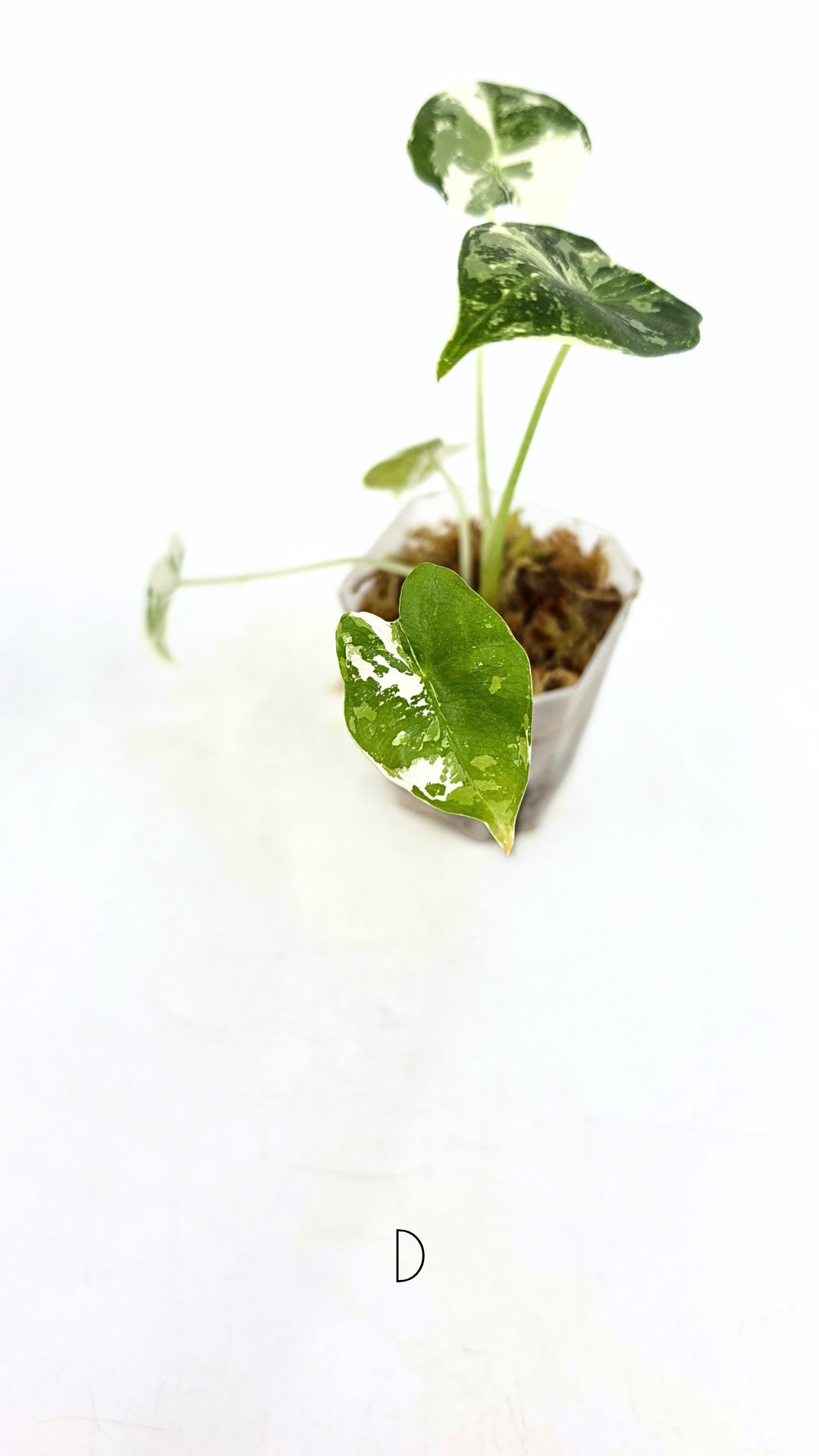 Rare Wax Plant Hoya Clemensiorum available for sale at rare house plant shop The Leaf Gallery in Perth, Western Australia