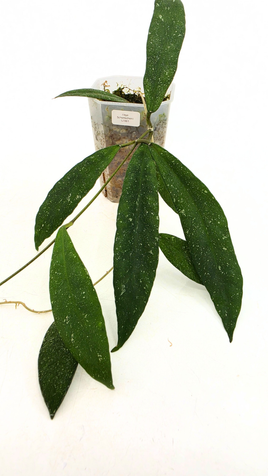 Rare waxplant Hoya Schortechinii UT001 available for sale at rare indoor plant shop The Leaf Gallery in Perth, Western Australia.