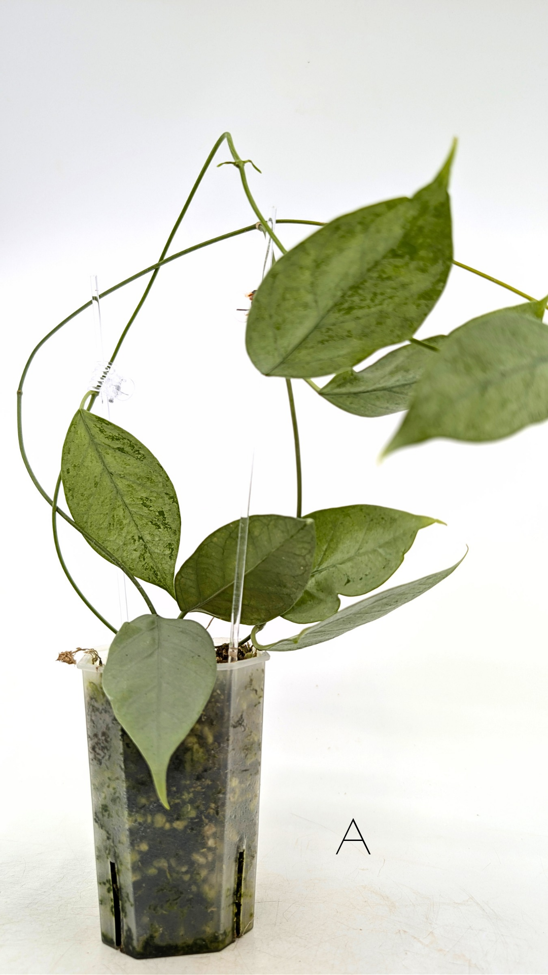 Rare waxplant Hoya Coriacea Silver available for sale at rare indoor plant shop The Leaf Gallery in Perth, Western Australia