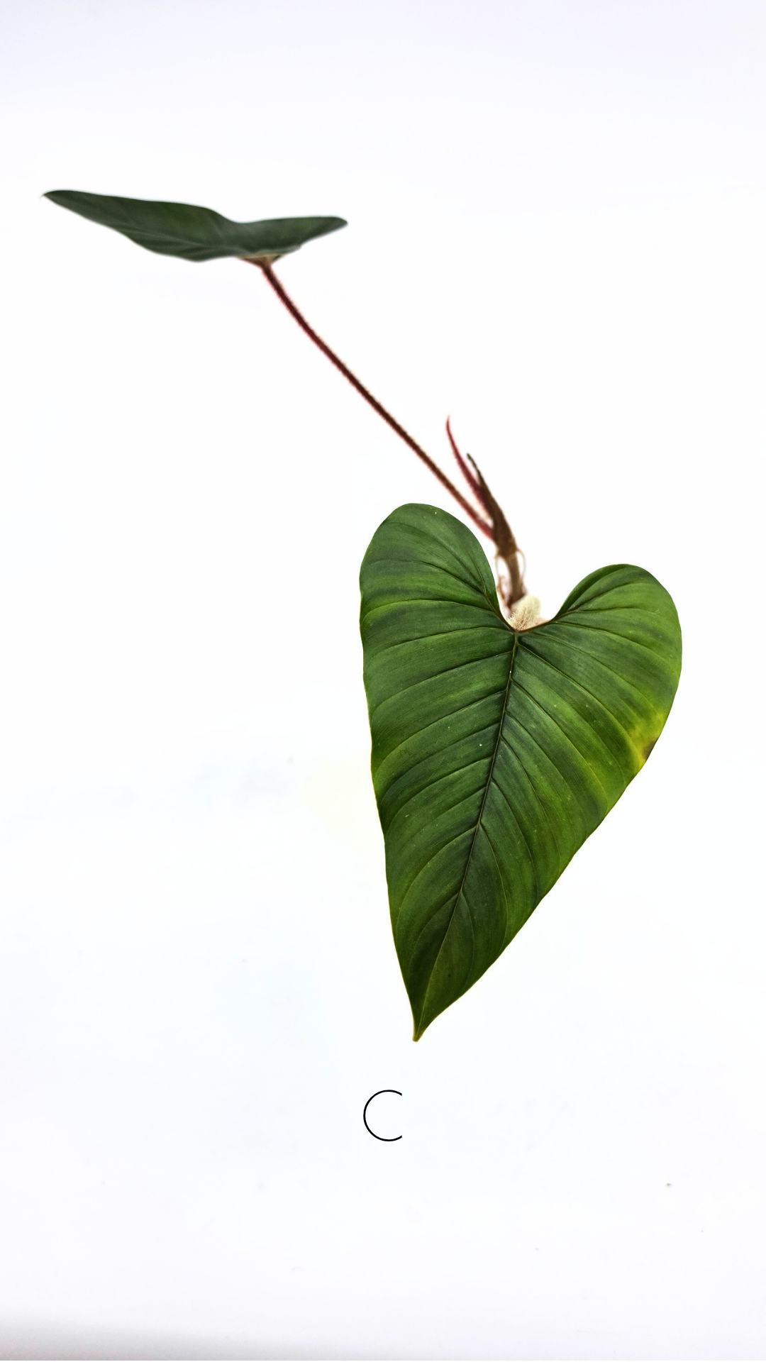 Rare indoor plant Philodendron Red Serpens available for sale at rare plant shop The Leaf Gallery in Perth, Western Australia