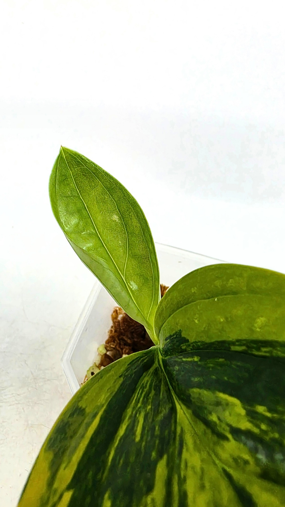 Rare indoor plant Monstera Peru Karstenianum Varigated at rare plant shop The Leaf Gallery in Perth, Western Australia