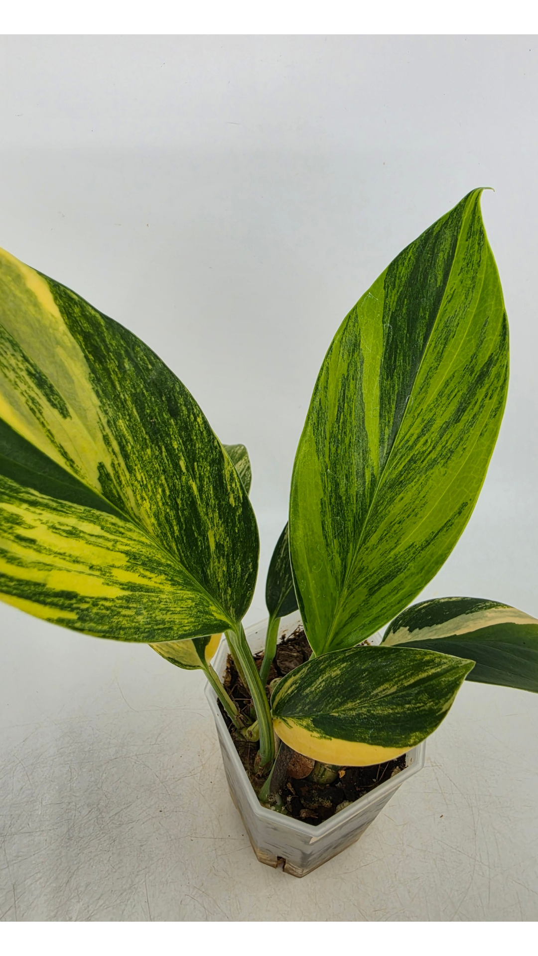 Rare indoor plant Raphidophora Decursiva Varigated (Dragon's Tail Varigated) by rare plant shop The Leaf Gallery in Perth, Western Australia