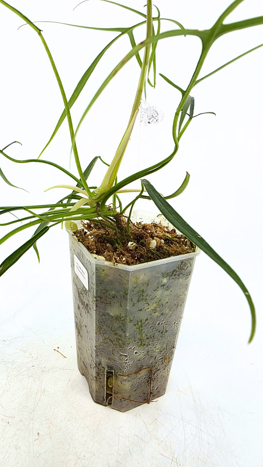 Rare indoor plant Philodendron Polypodioides available for sale at rare house plant shop The Leaf Gallery in Perth, Western Australia
