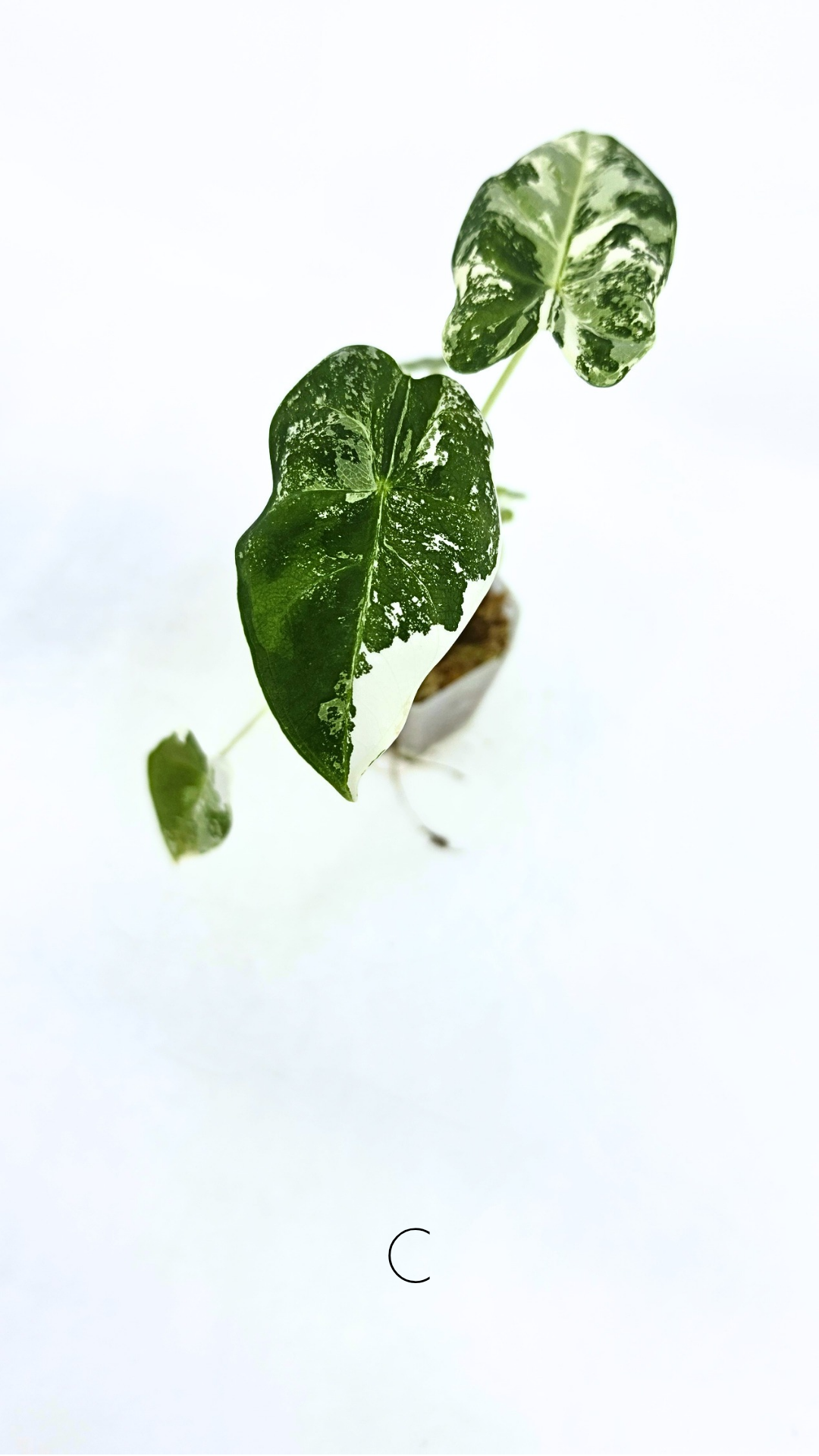 Rare indoor plant Alocasia Frydek Variegated available for sale at rare house plant shop The Leaf Gallery in Perth, Western Australia