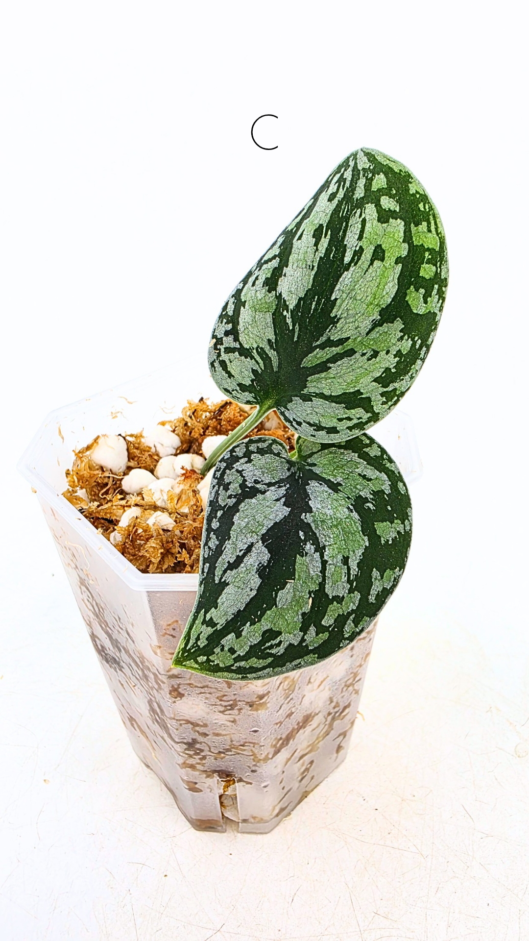 Rare indoor plant Scindapsus Dark Silver Tricolour available for sale at rare house plant shop The Leaf Gallery in Perth, Western Australia