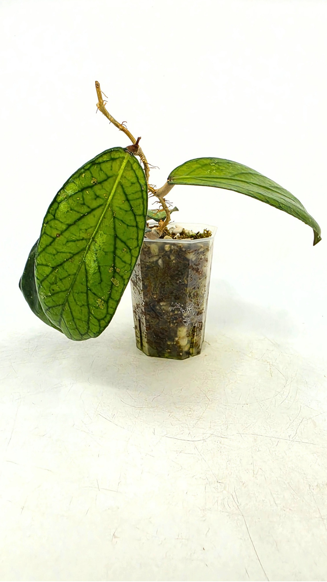 Rare waxplant Hoya Sp Tanggamus available for sale at rare indoor plant shop The Leaf Gallery in Perth, Western Australia