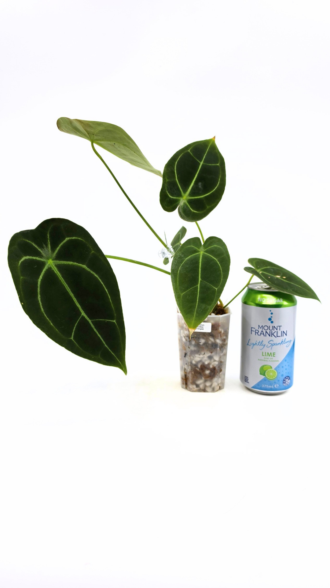 Rare indoor plant Anthurium SKG Silver with Anthurium Forgetii hybrid available at rare plant shop The Leaf Gallery in Perth, Western Australia