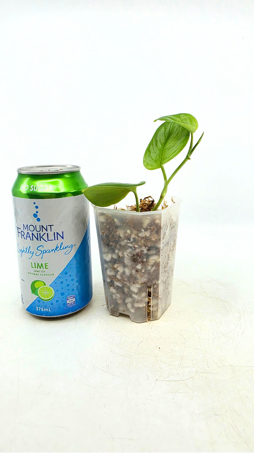 Rare indoor plant Scindapsus Treubii Moonlight available for sale at rare house plant shop The Leaf Gallery in Perth, Western Australia