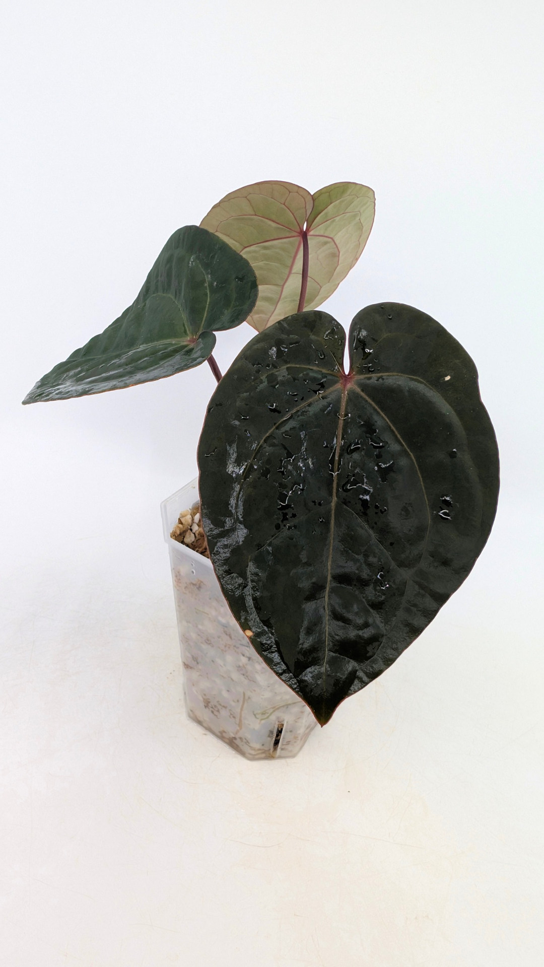 Rare indoor plant Anthurium Bloodmoon clone available from rare house plant shop The Leaf Gallery in Perth, Western Australia
