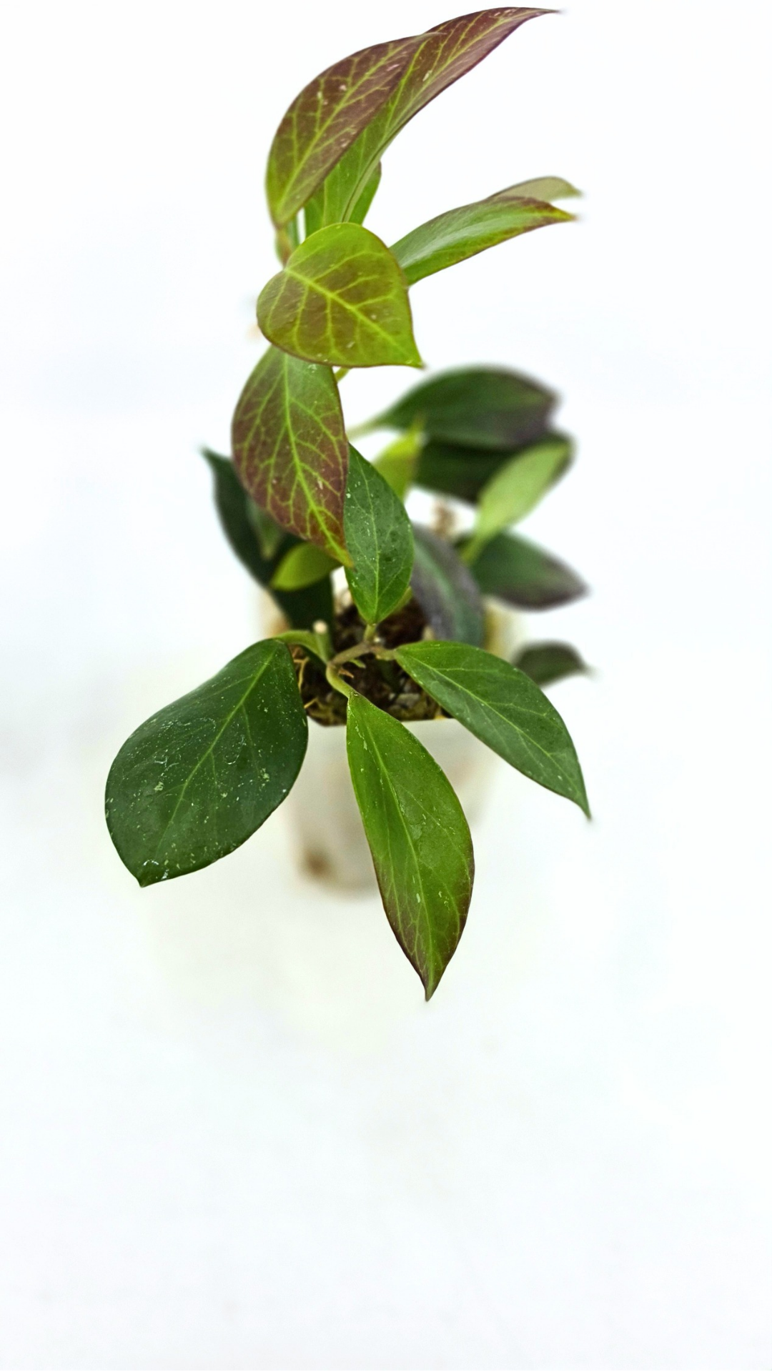 Rare waxplant Hoya Sunrise available at rare plant shop The Leaf Gallery in Perth Western Australia