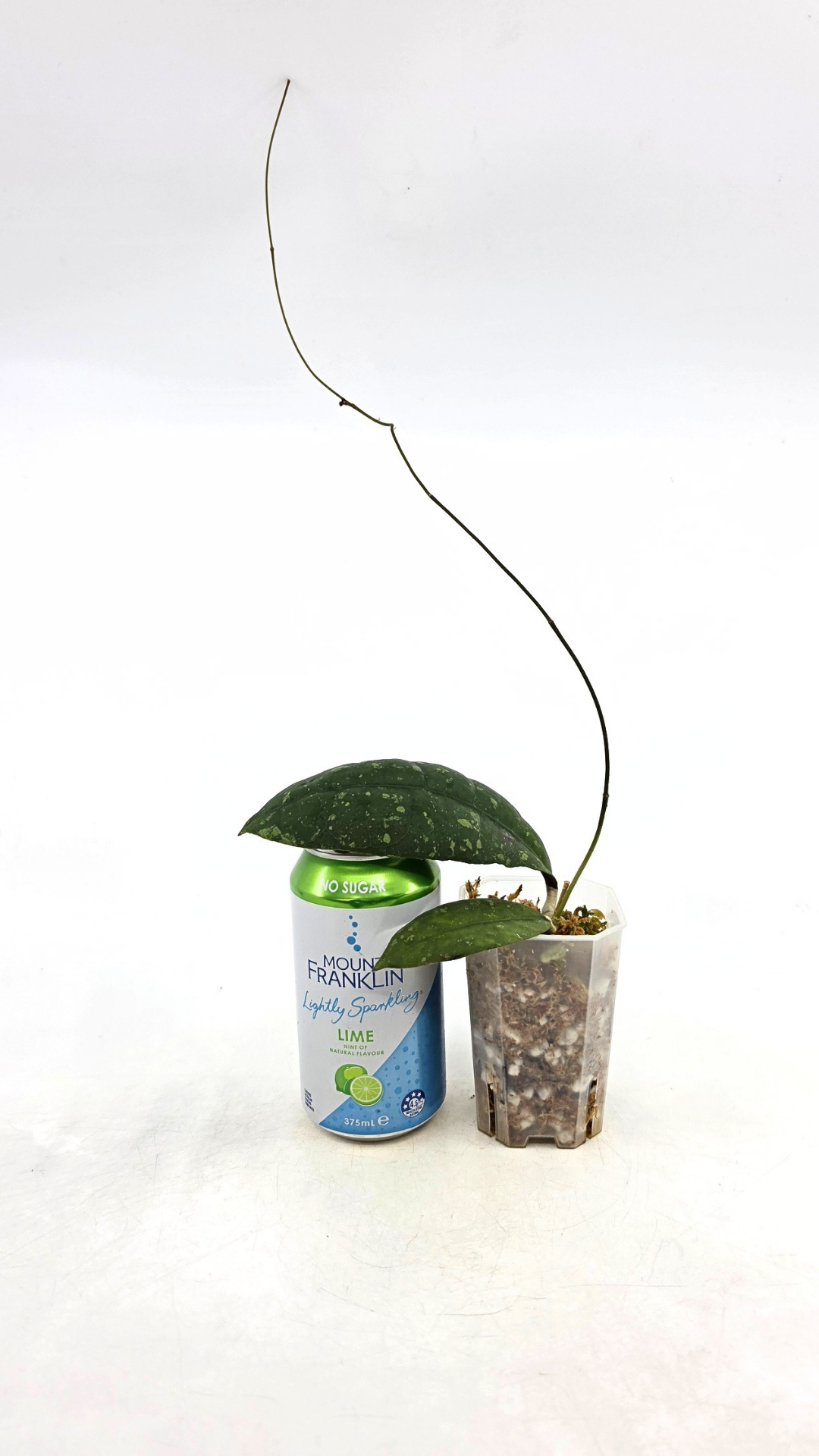 Rare waxplant Hoya Aff Lambii available for sale at rare indoor plant shop The Leaf Gallery in Perth, Western Australia.