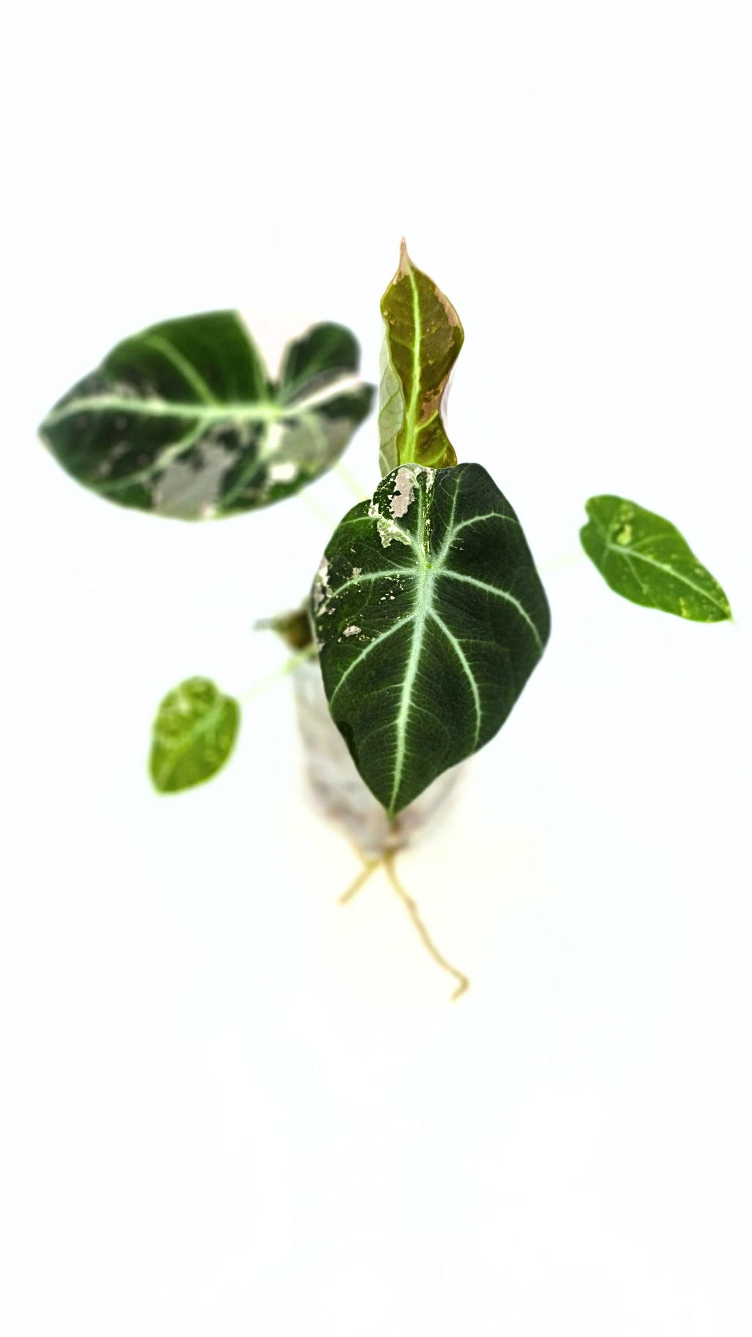 Rare indoor plant Alocasia Black Velvet Pink Variegated available for sale from rare house plant shop The Leaf Gallery in Perth, Western Australia