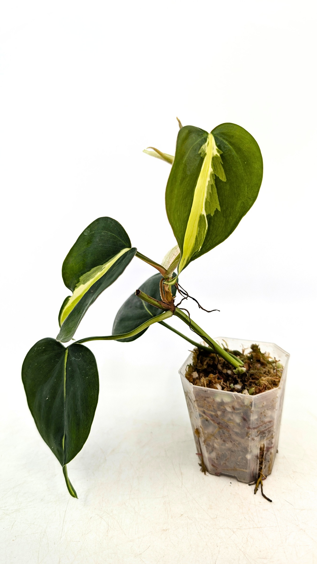 Rare philodendron cream splash available for sale at rare plant shop The Leaf Gallery in Perth, Western Australia.