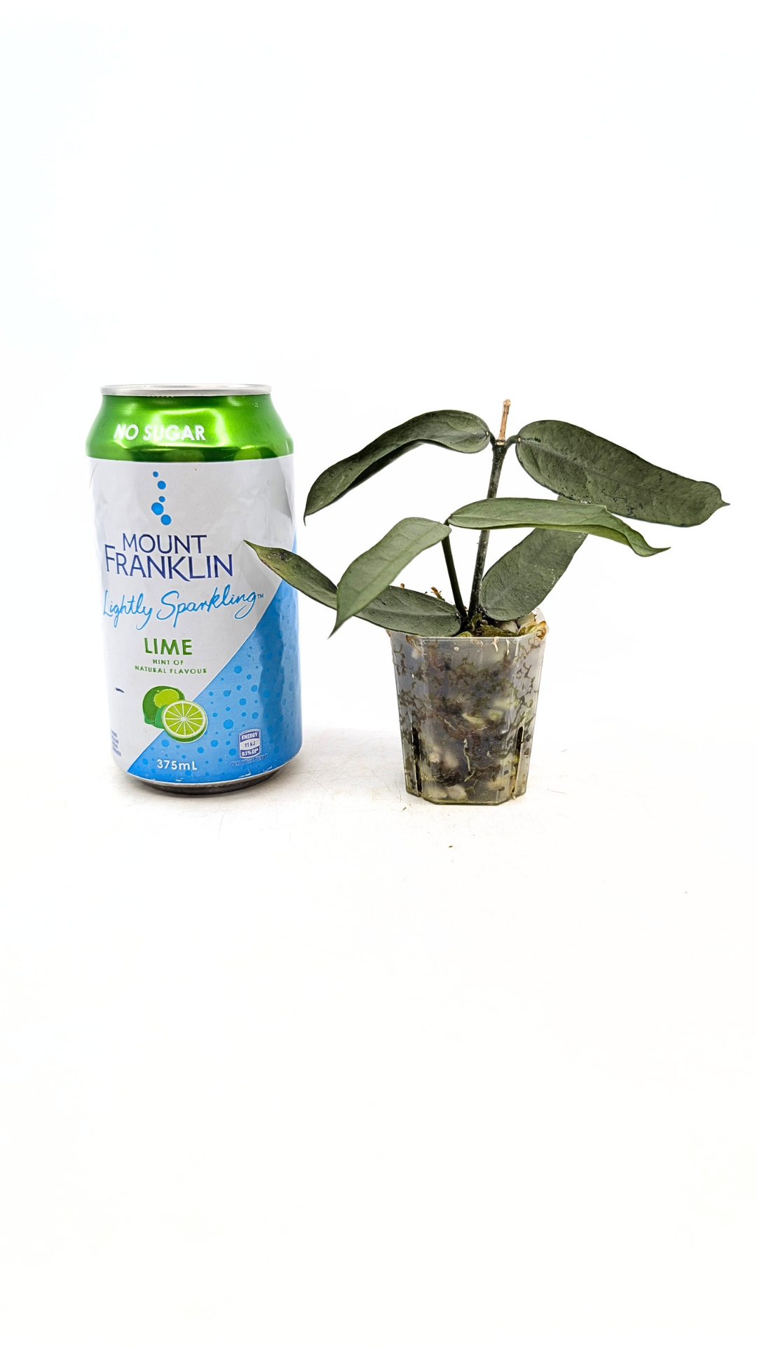 Rare waxplant Hoya Pandurata Silver available for sale at rare indoor plant shop The Leaf Gallery in Perth, Western Australia