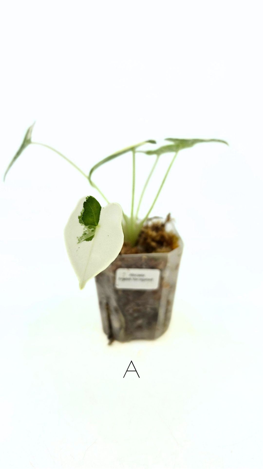 Rare Wax Plant Hoya Clemensiorum available for sale at rare house plant shop The Leaf Gallery in Perth, Western Australia