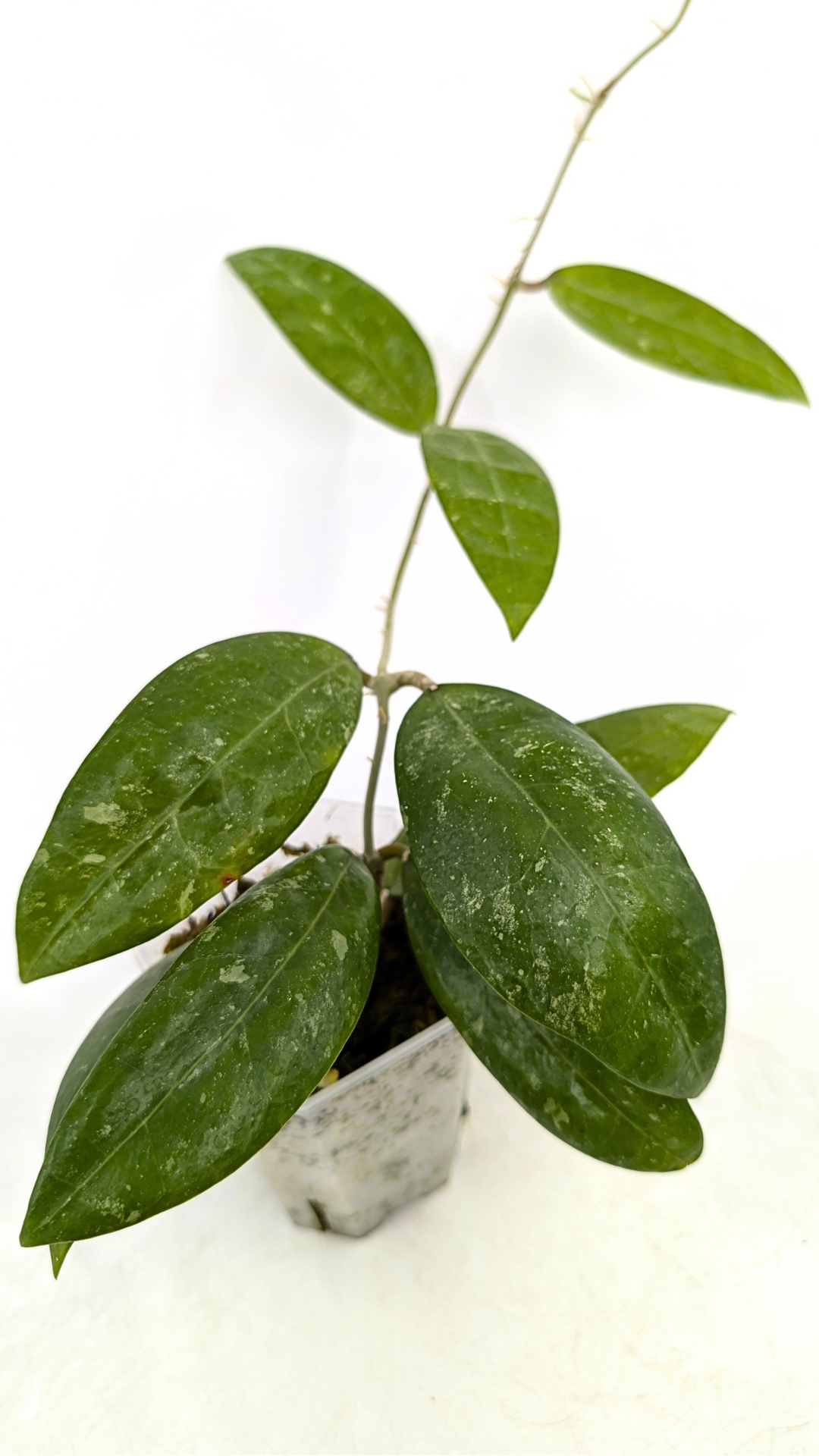 Rare waxplant Hoya RHM 14-01 available for sale at rare indoor plant shop The Leaf Gallery in Perth, Western Australia
