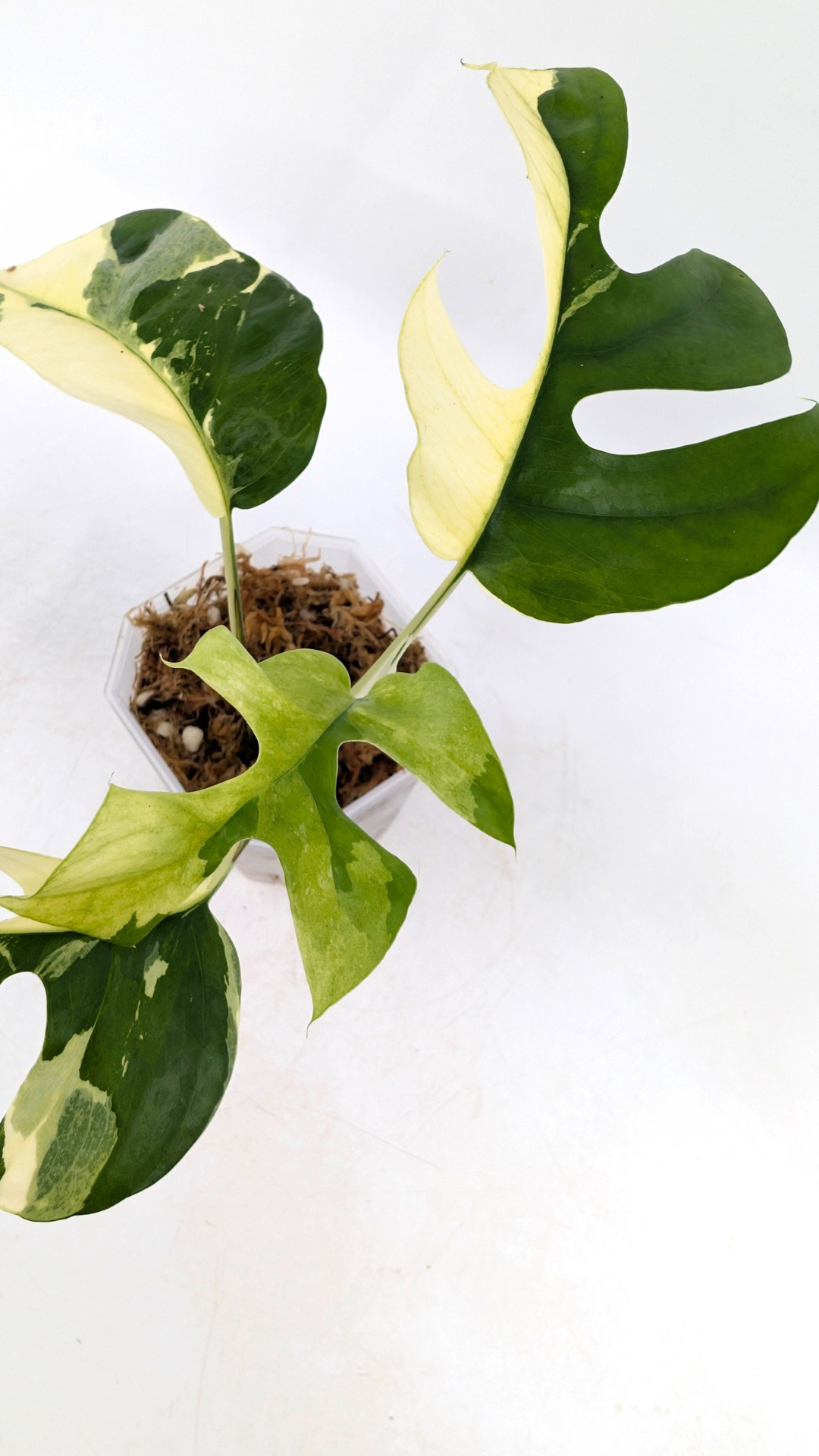 Rare house plant Raphidophora Tetrasperma Albo available for sale at rare indoor plant shop The Leaf Gallery in Perth, Western Australia