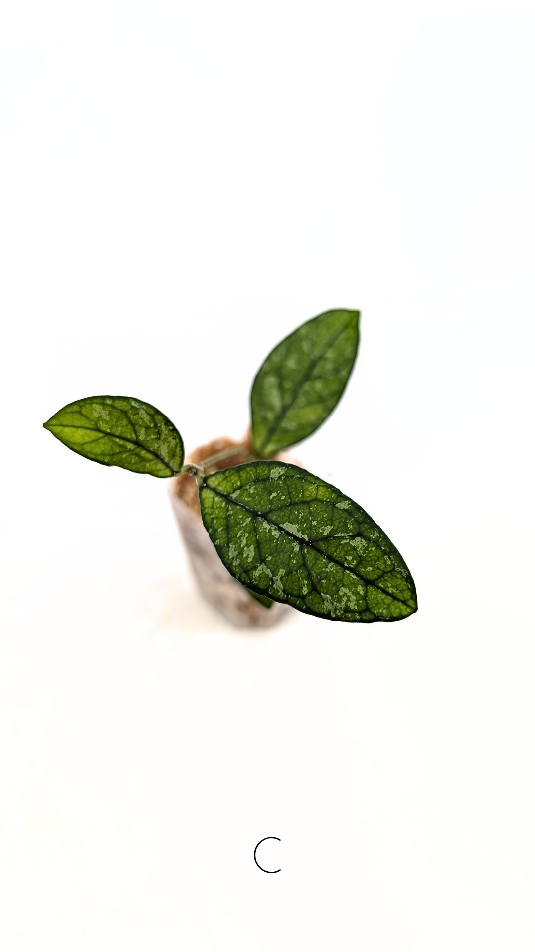 Rare Hoya Crassipetiolata Splash available for sale at rare plant shop The Leaf Gallery in Perth, Western Australia