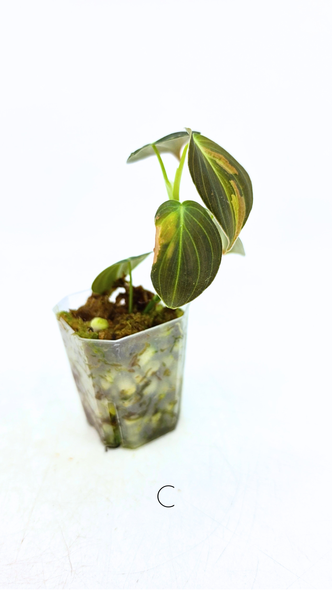Rare plant Philodendron Melanochrysum Varigated available for sale at rare plant shop The Leaf Gallery in Perth, Western Australia