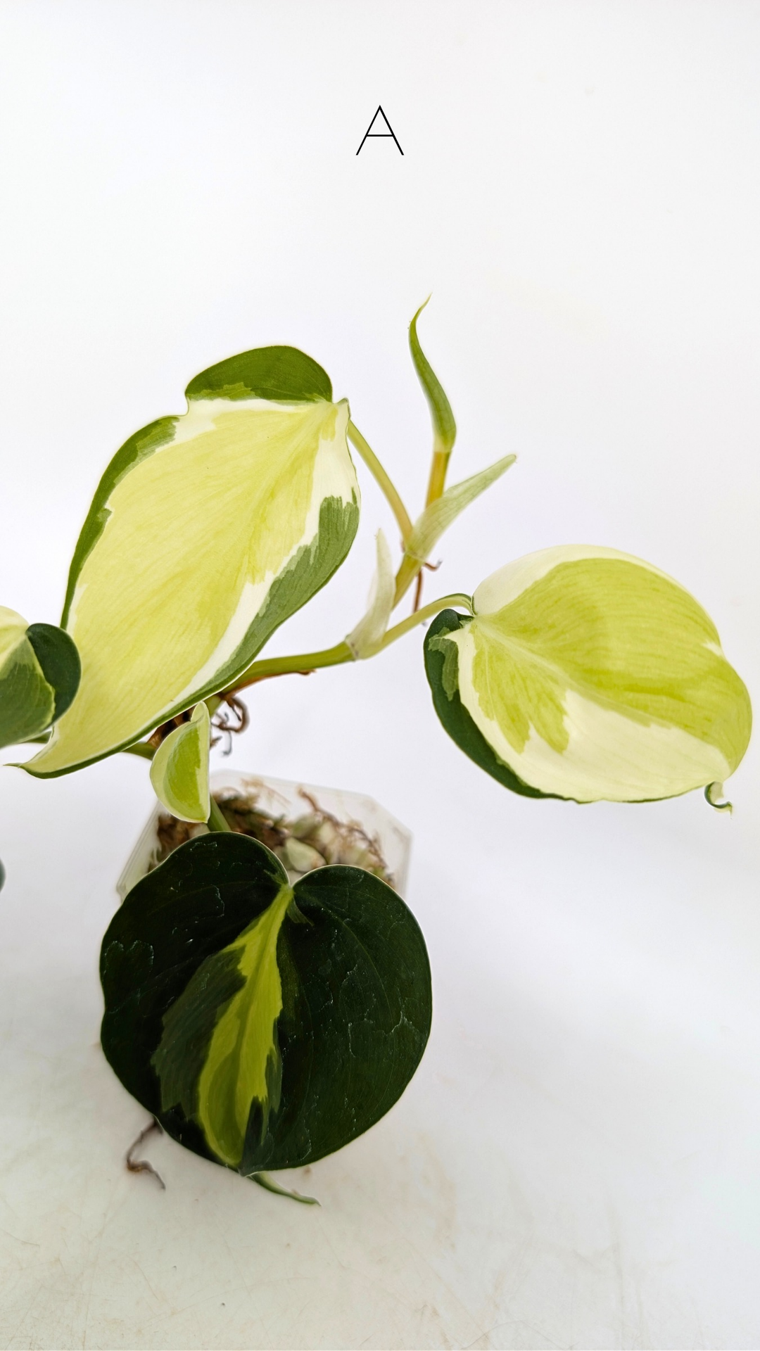Rare indoor plant Philodendron Cream Splash available at rare plant shop The Leaf Gallery in Perth, Western Australia