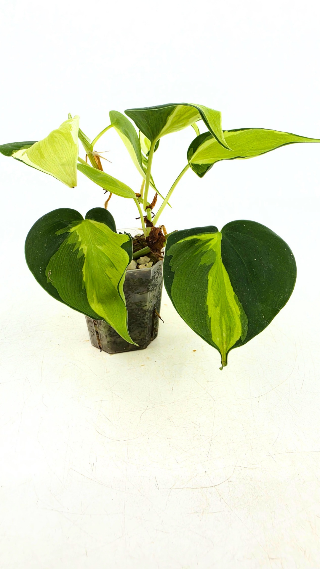 Rare philodendron cream splash available for sale at rare plant shop The Leaf Gallery in Perth, Western Australia.