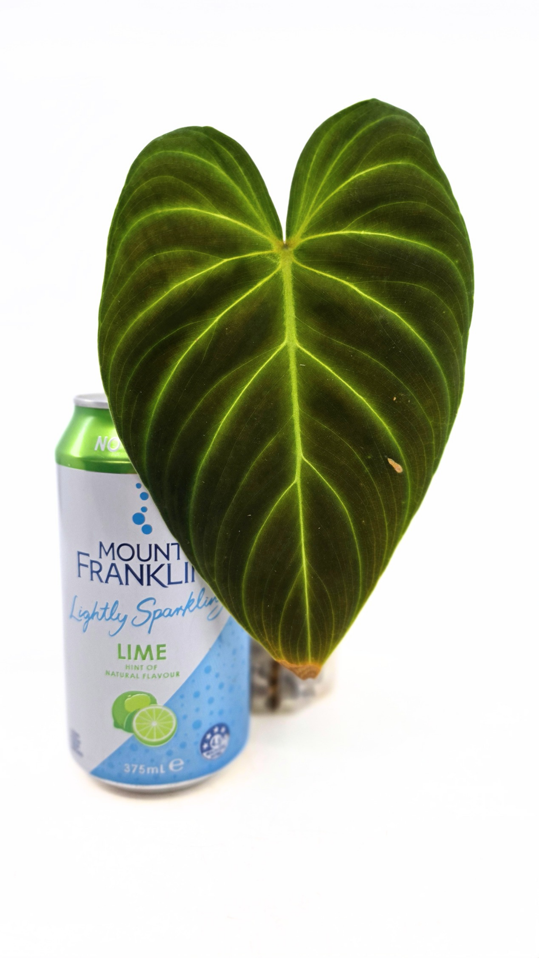 Uncommon indoor plant Philodendron Splendid available for sale at rare house plant shop The Leaf Gallery in Perth, Western Australia
