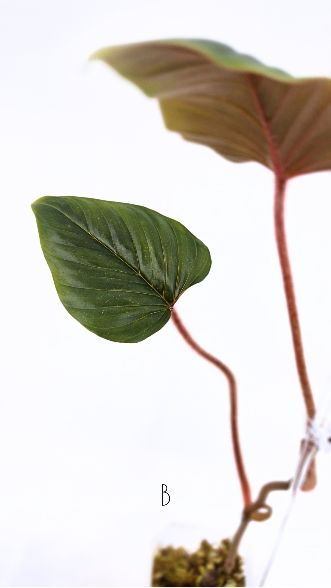 Rare plant philodendron squamicaule pink available at rare plant shop The Leaf Gallery in Perth, Western Australia