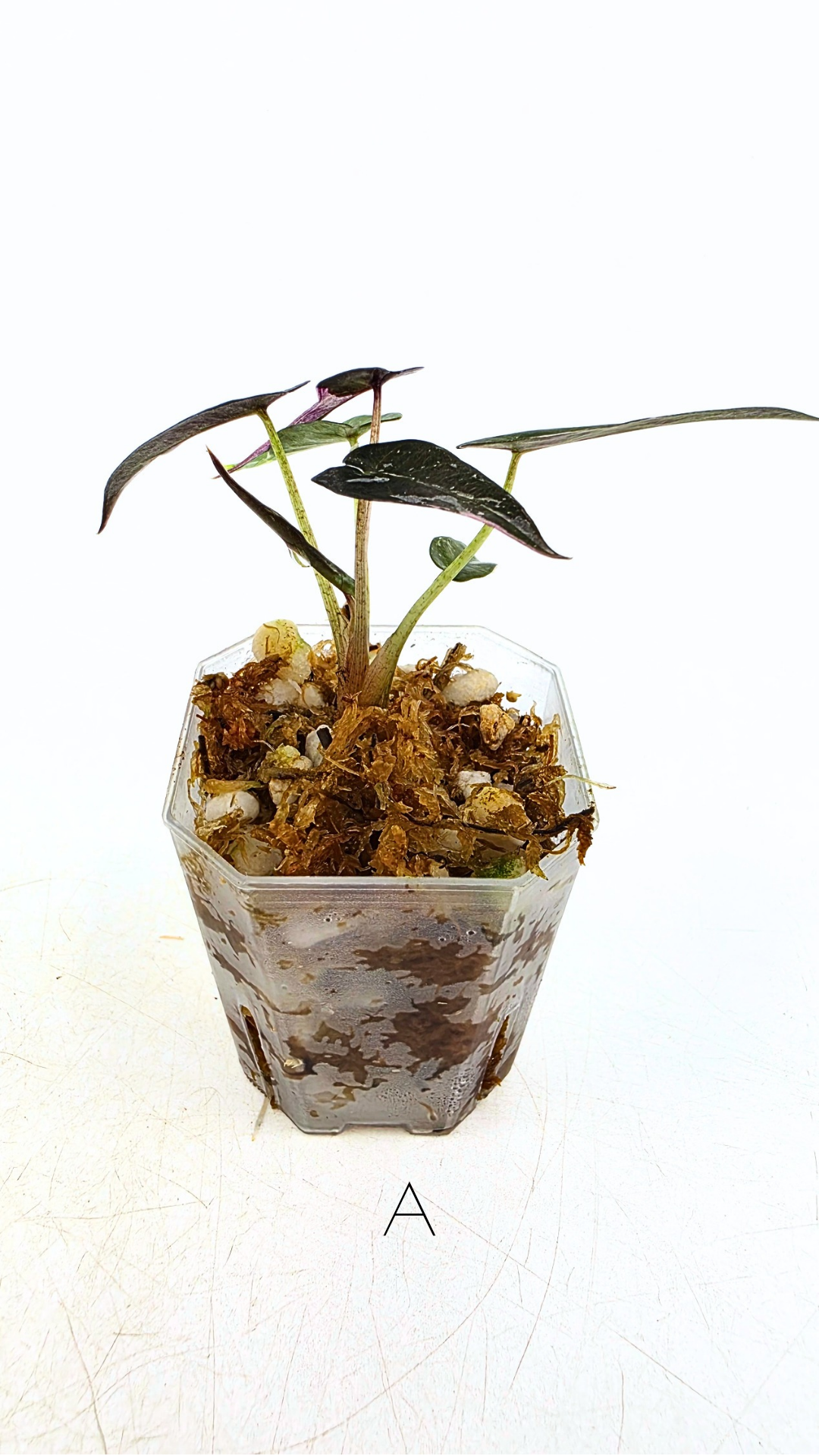 Rare indoor plant Alocasia Amazonica Bambino Pink TC plantlets available for sale at rare houseplant shop The Leaf Gallery in Perth, Western Australia